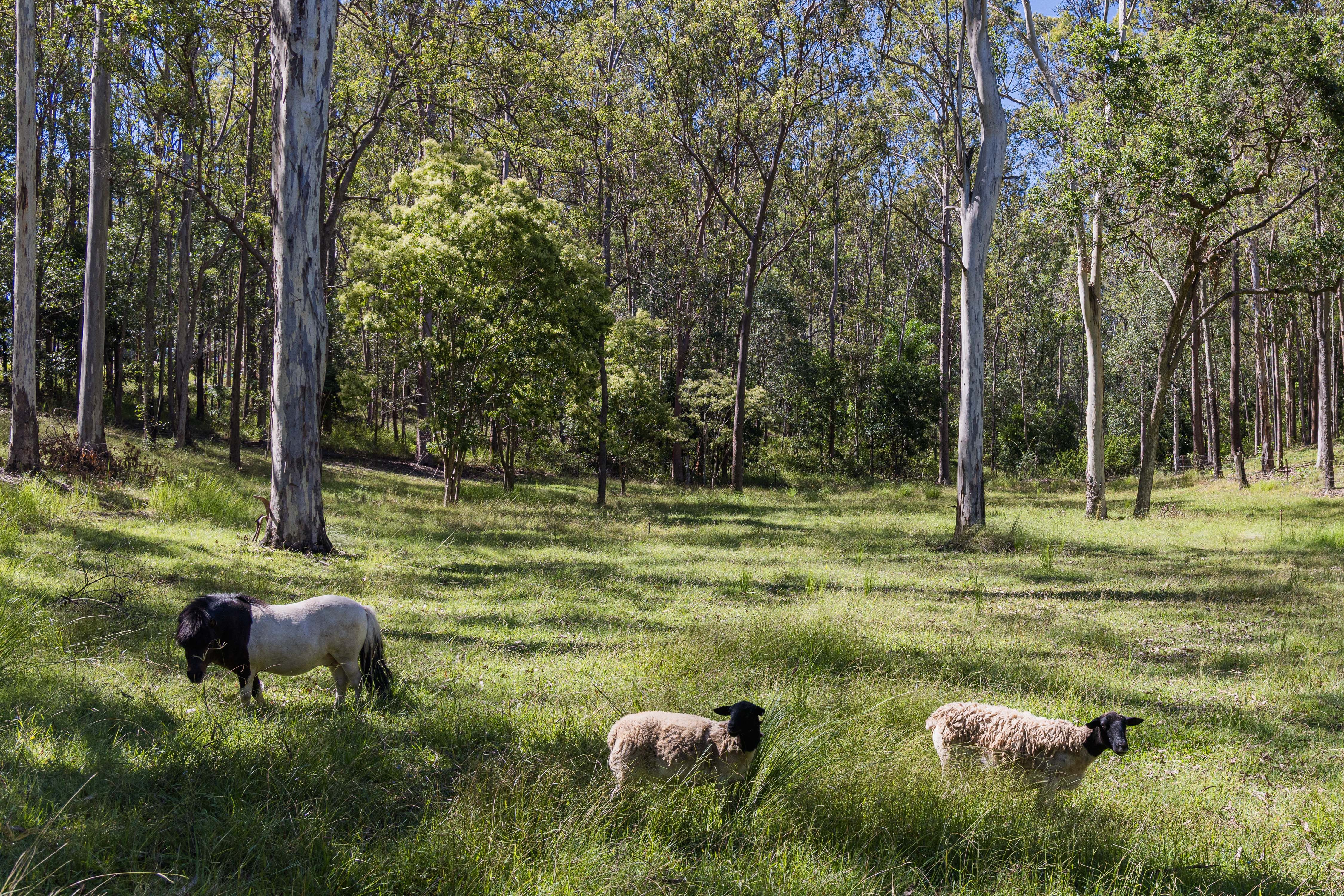 345 Moorina Road, Moorina, QLD 4506