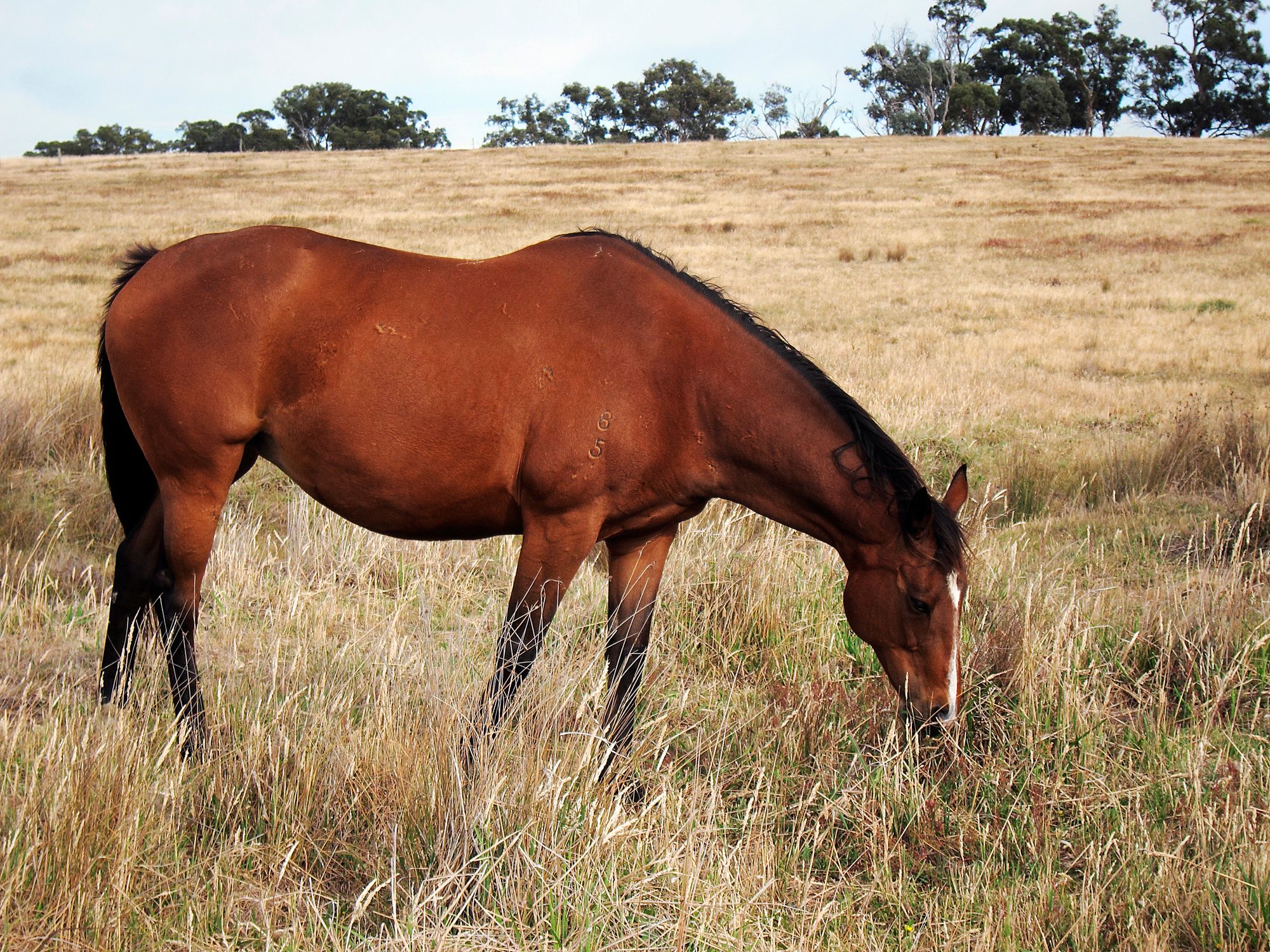 Lot 2/246 Hunters Lane, Knowsley, VIC 3523