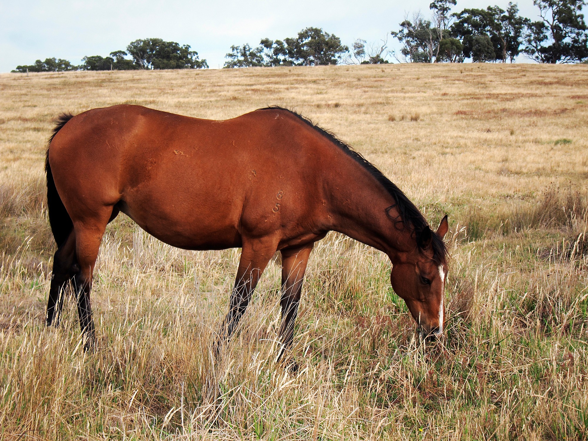 Lot 2/246 Hunters Lane, Knowsley, VIC 3523