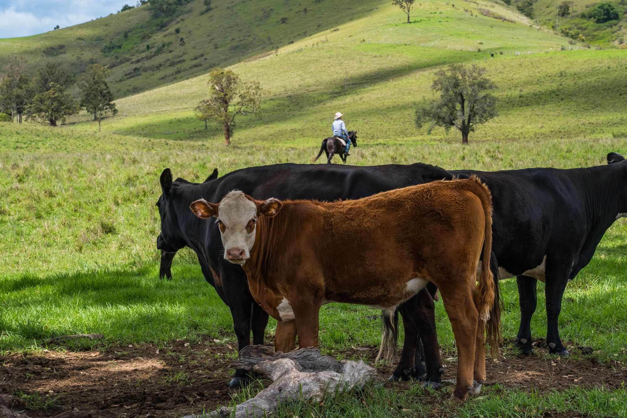 449 Glen William Road, Glen William, NSW 2321 Sold Rural Property