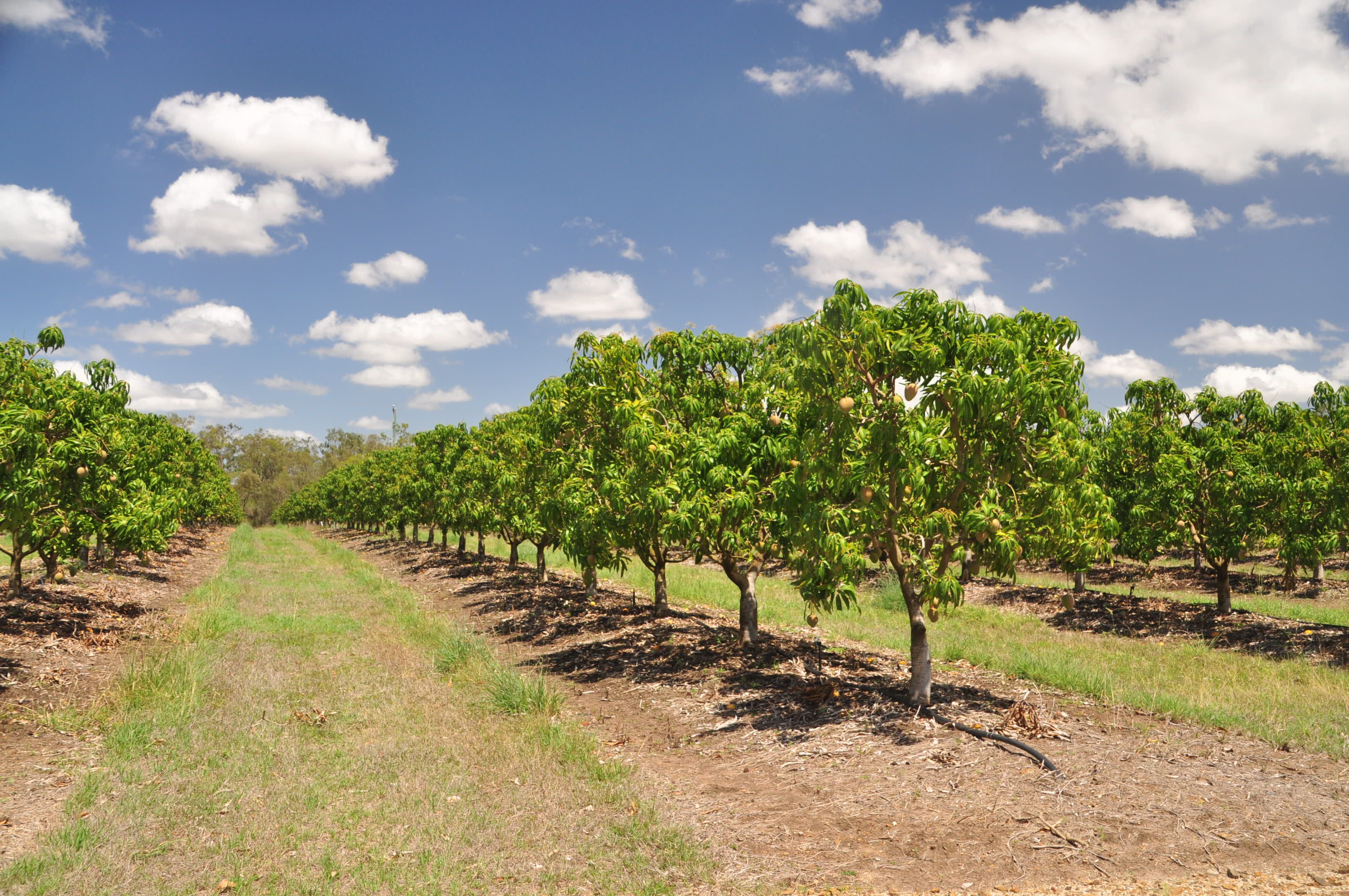 Pinata Mangoes Del Rosa Road, Rockhampton City, QLD 4700