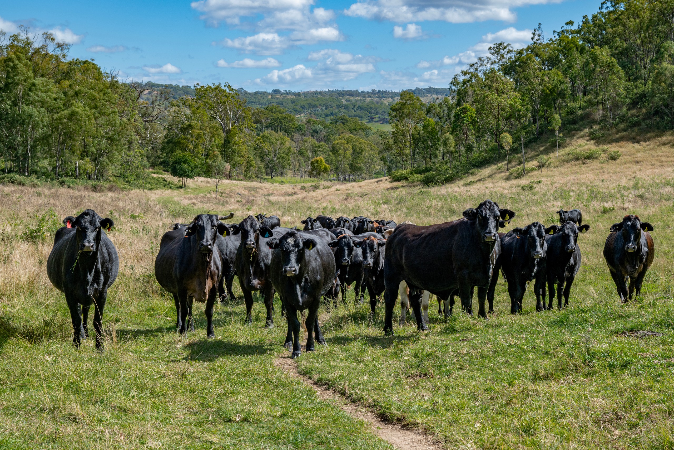 1942-1958 Esk Crows Nest Road, Biarra, QLD 4313