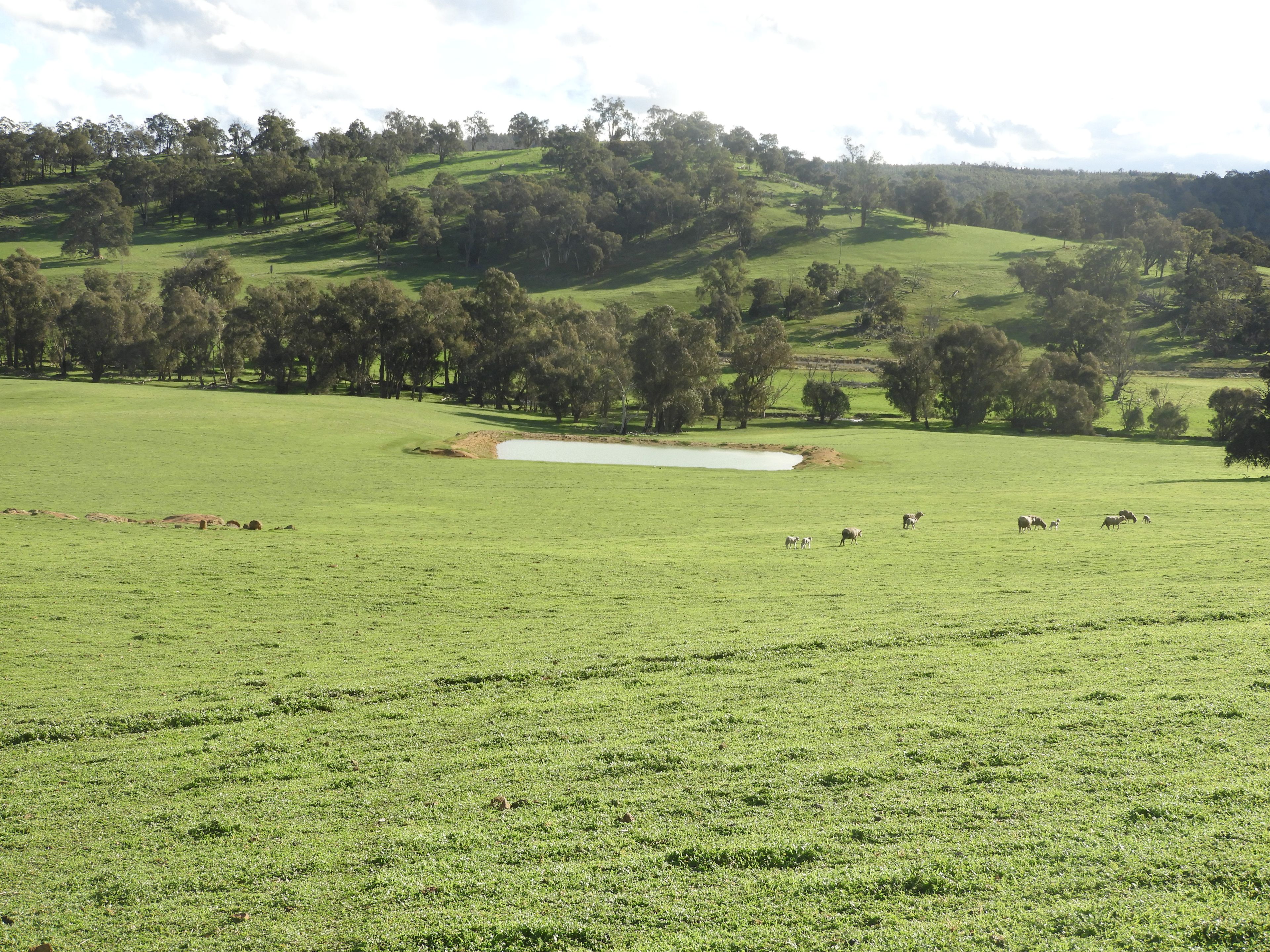 Kyellen Farm, Quindanning-Darkan Road — photo 6 of 30