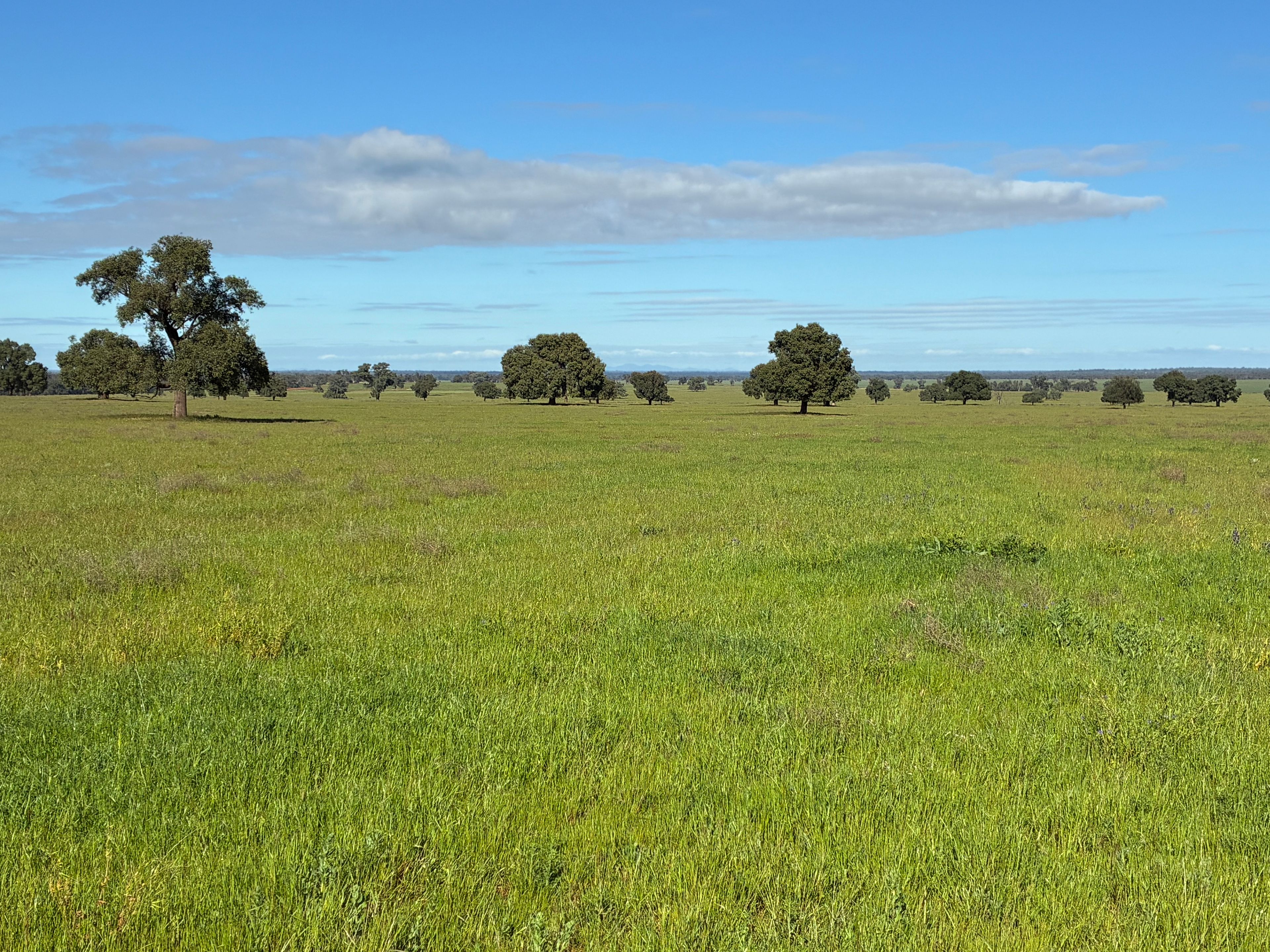 2388 Booberoi Road, Condobolin, NSW 2877