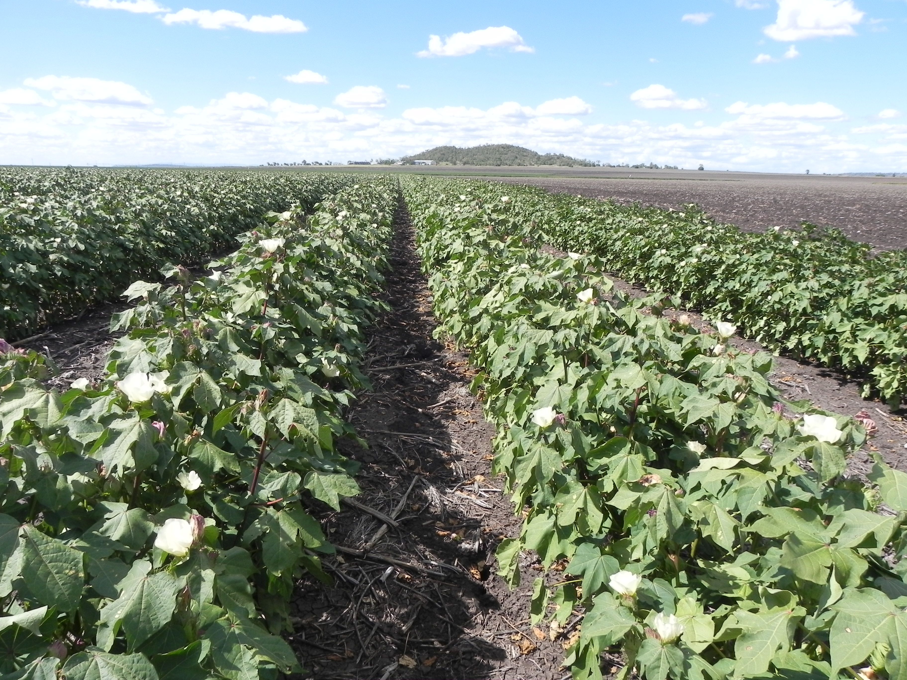 0 Toowoomba Cecil Plains Road, MOUNT IRVING, QLD 4401