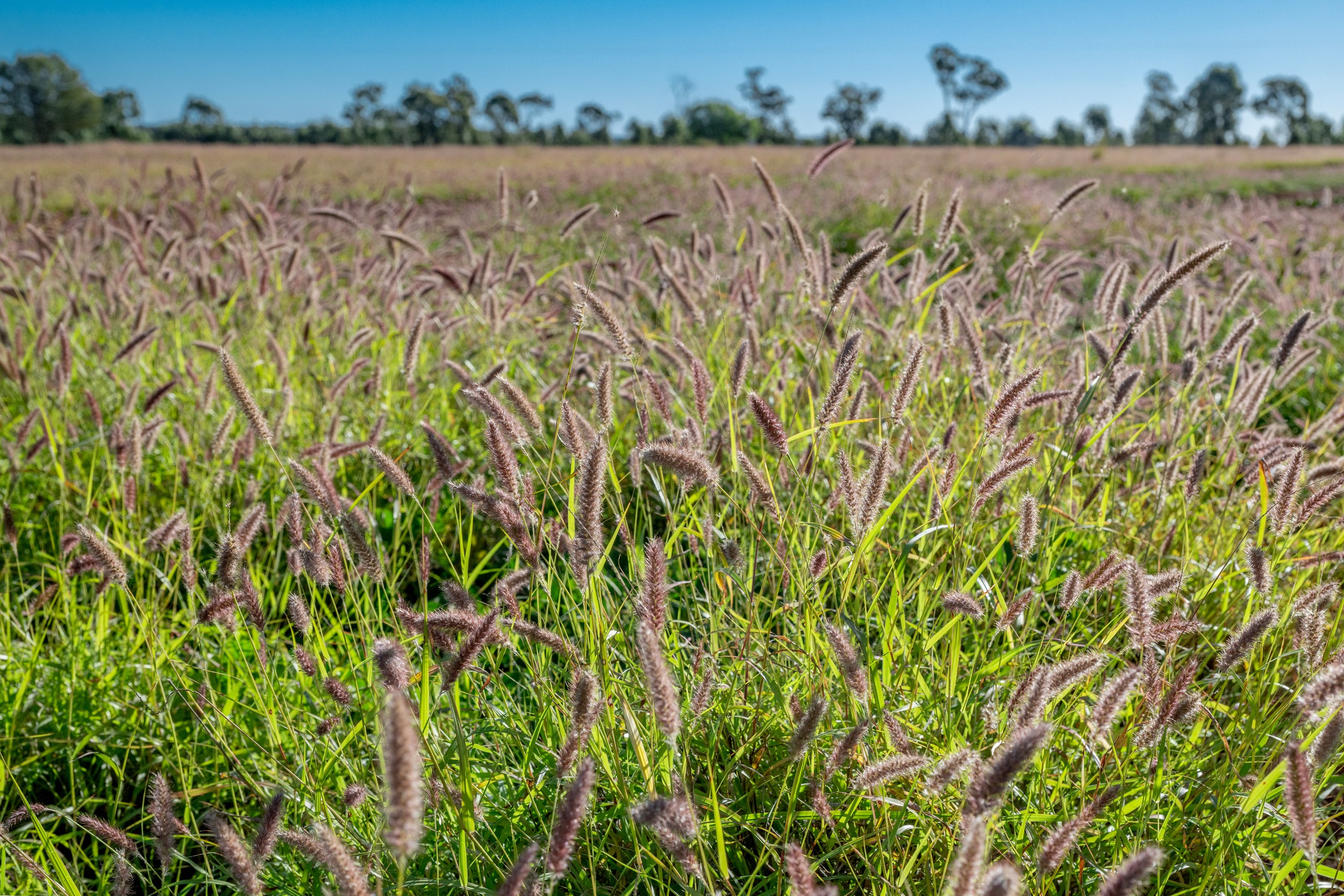 'Hollymount ' Aggregation 25085 Moonie Highway, St George, QLD 4487