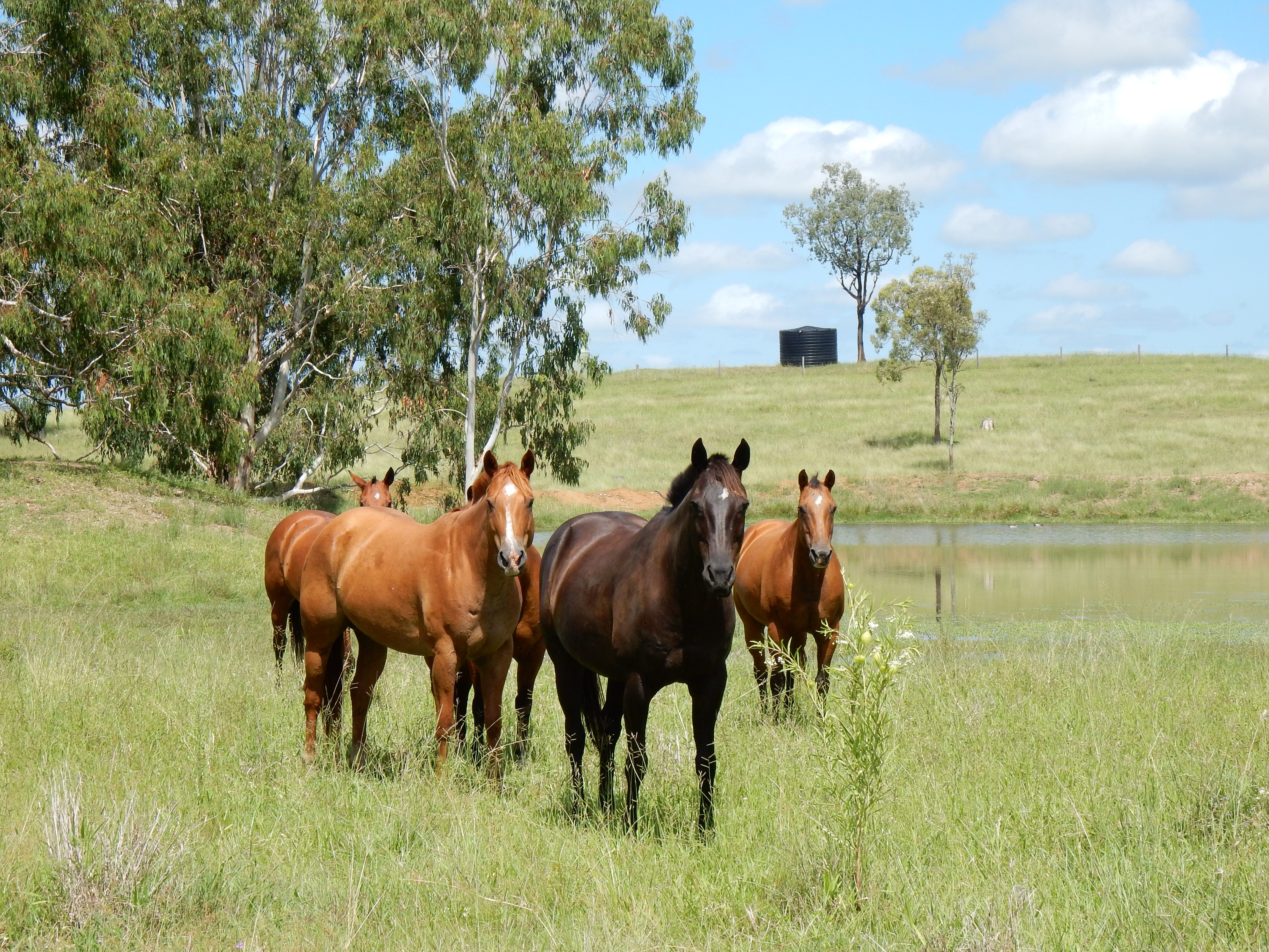 95 Monto Mount Perry Road, Tellebang, QLD 4630 Rural Property for