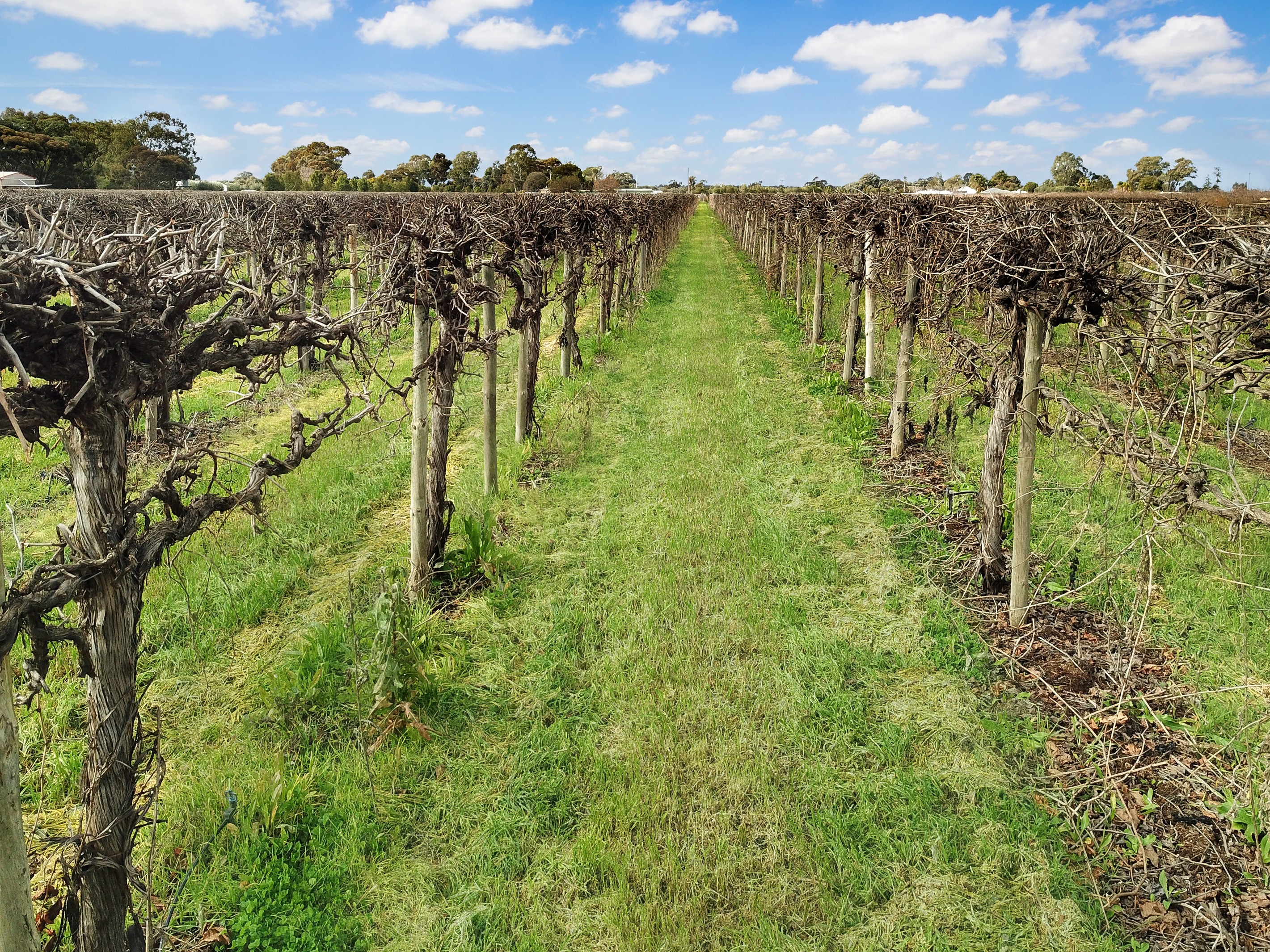 Lot 201 Chino Street, Renmark West, SA 5341