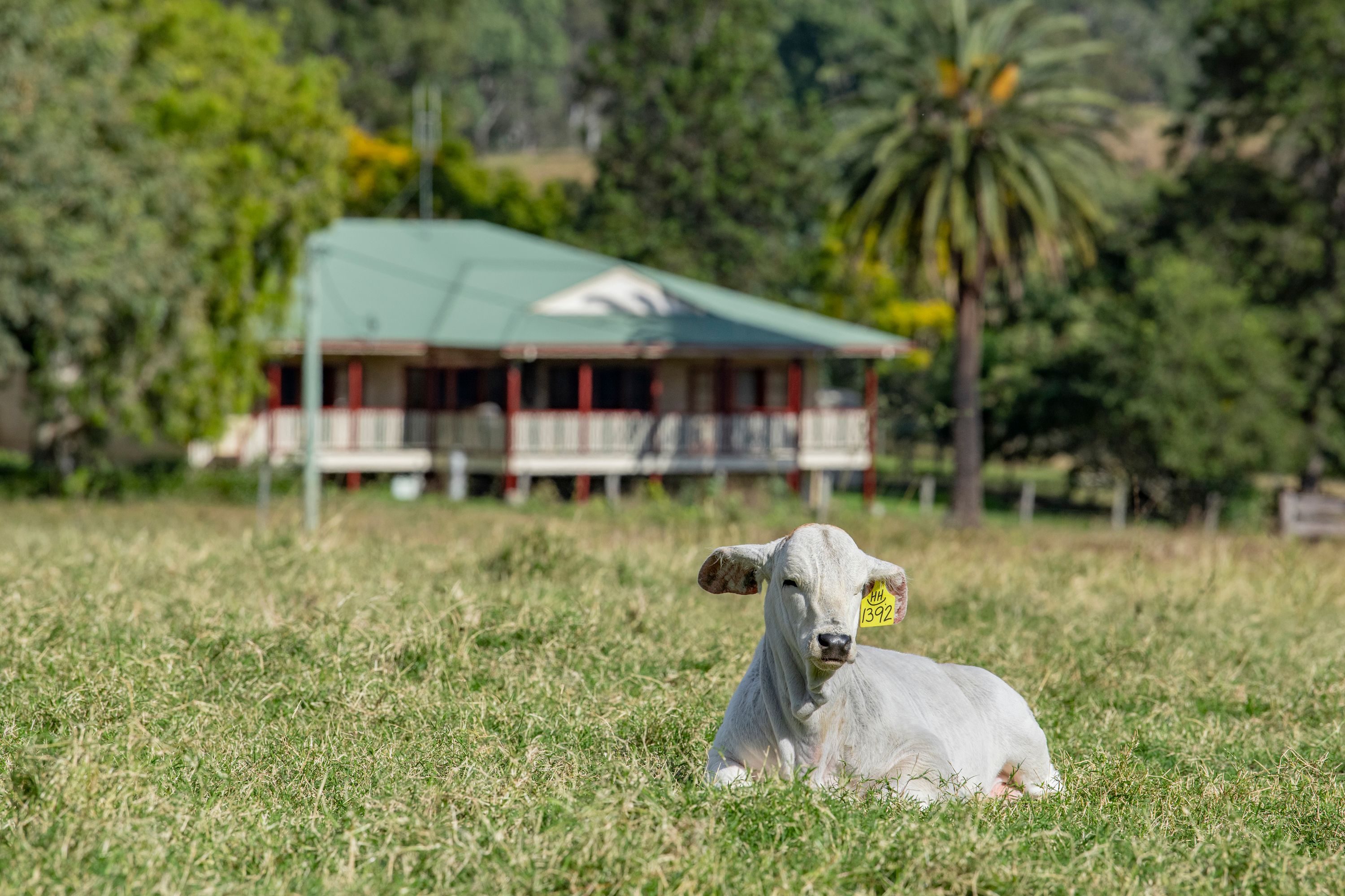Ray White Rural Queensland