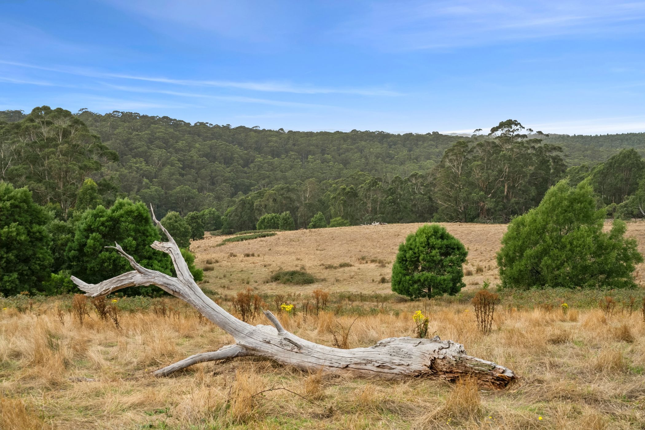 35 Roadknight Creek Road, Forrest, VIC 3236