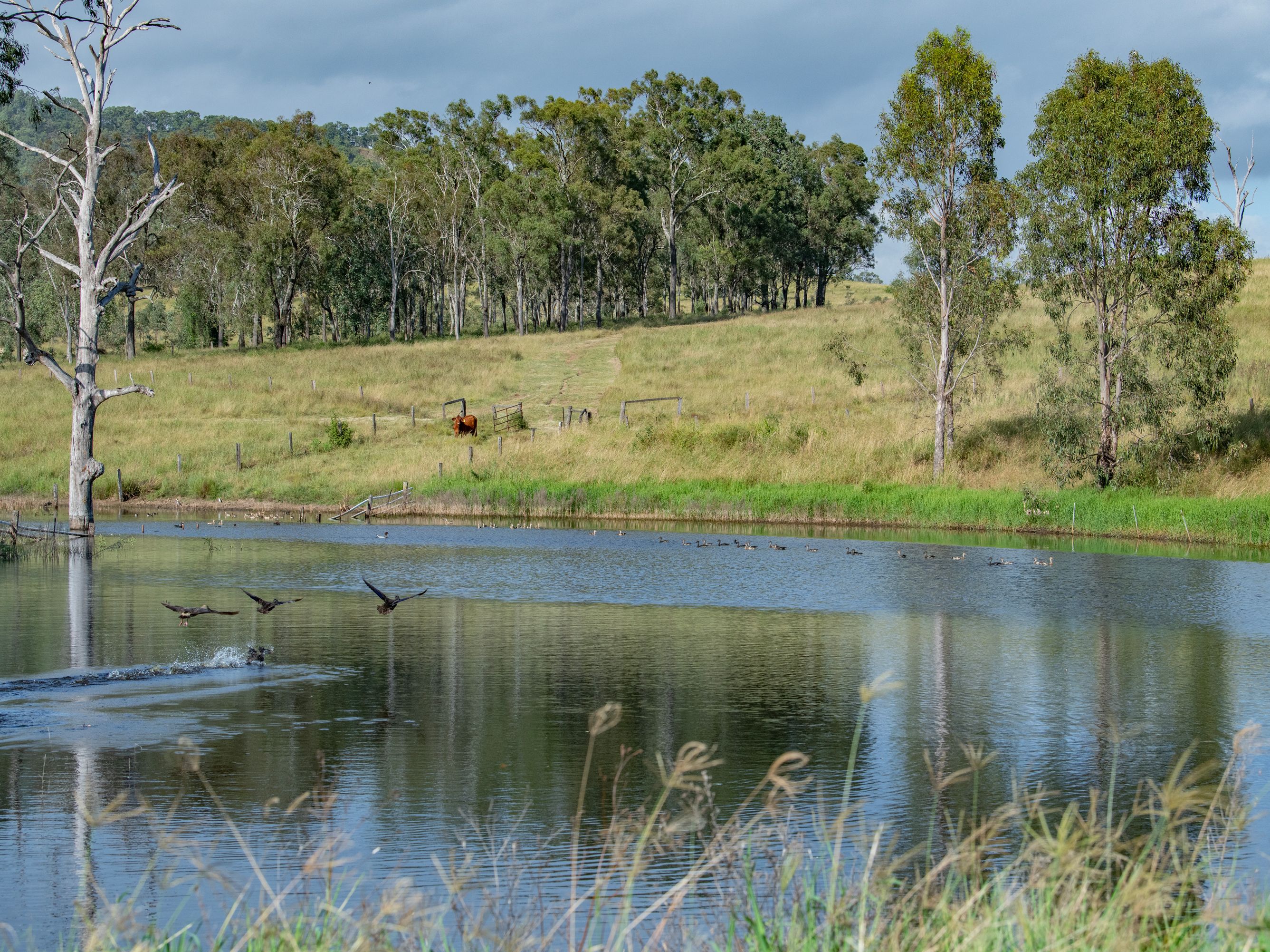 194 Bunburra Road, Bunburra, QLD 4310 Rural Lifestyle Property for