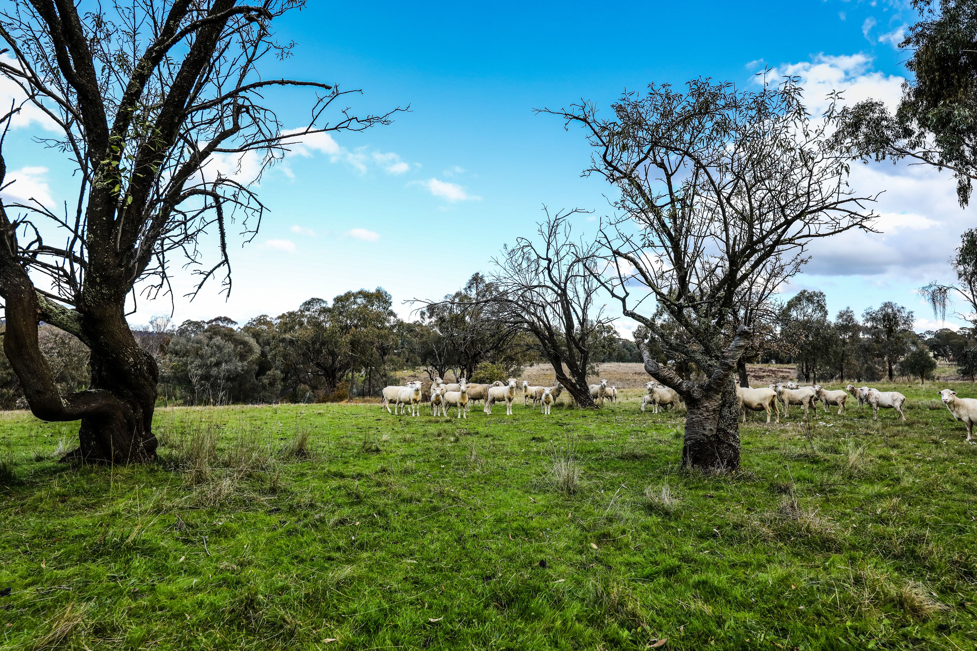 Lot 1&84, 111 Prescot Street, Lyndhurst, NSW 2797 Sold Land Ray White Townsend Real Estate