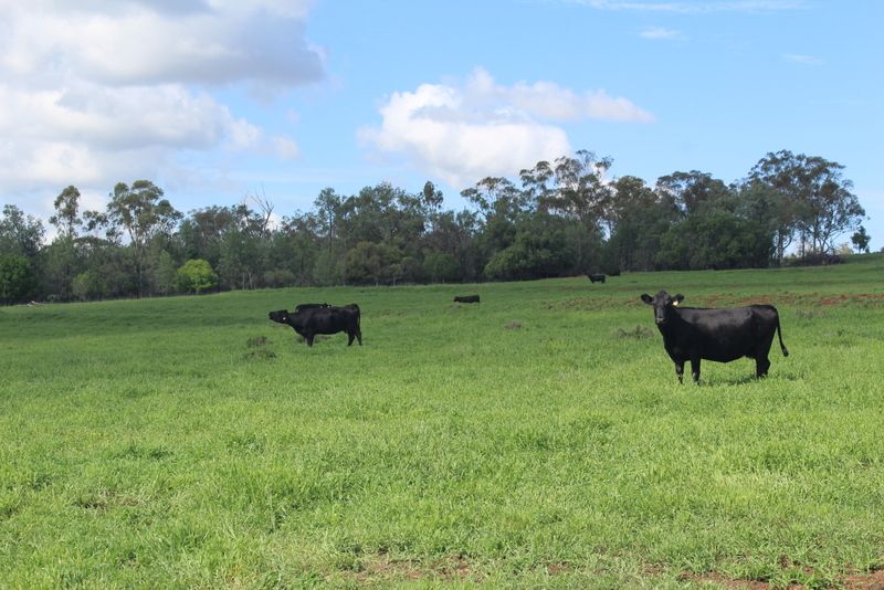 " Gunna Gumpy", Bingara, NSW 2404 Sold Rural Mixed Farming Property