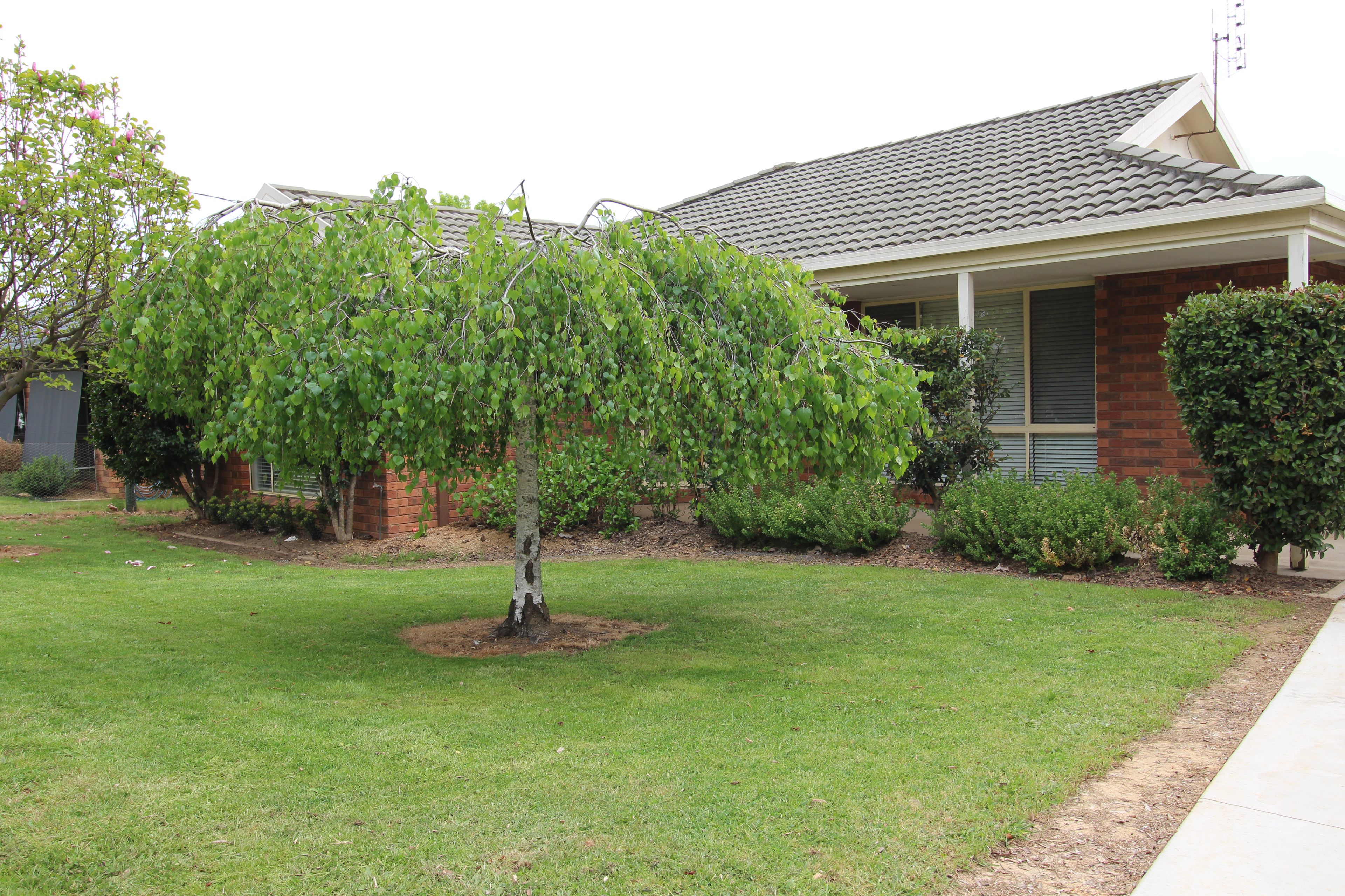 112 Albury Street, Tumbarumba NSW 2653