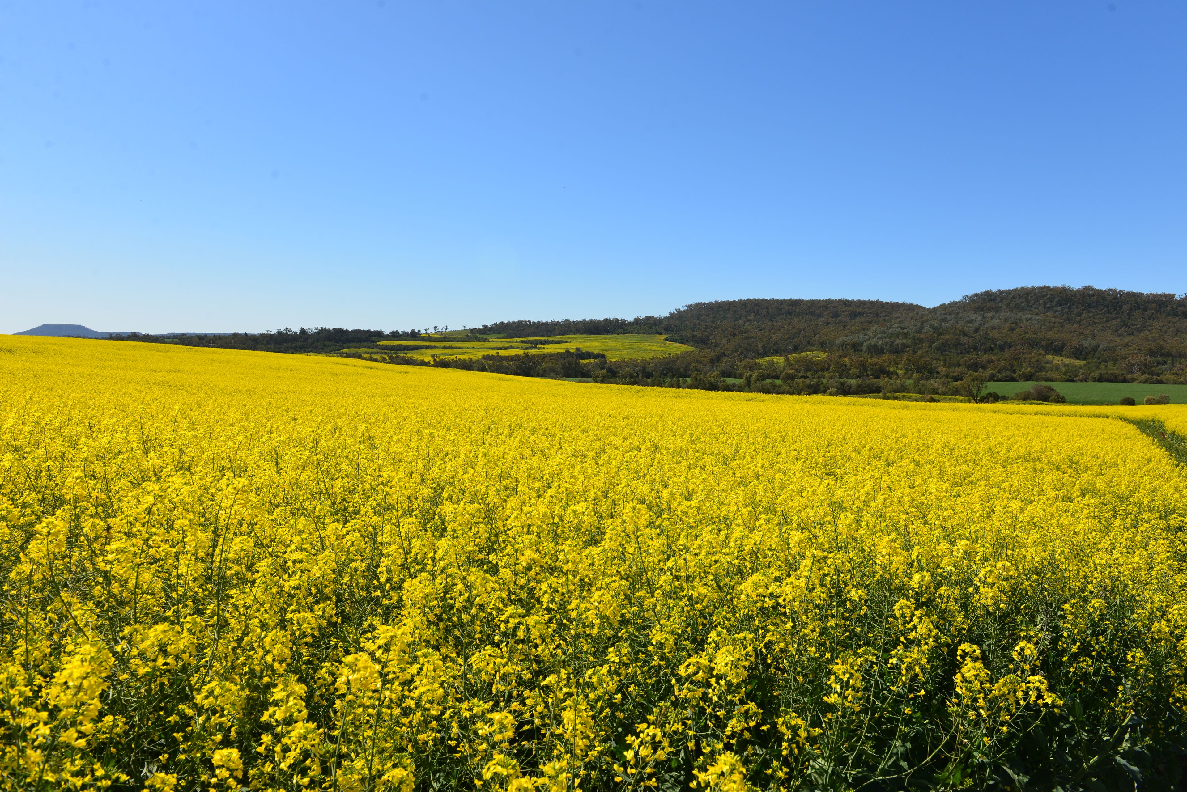 "Couradda North" "Couradda North"/2044 Mellburra Road, Narrabri, NSW