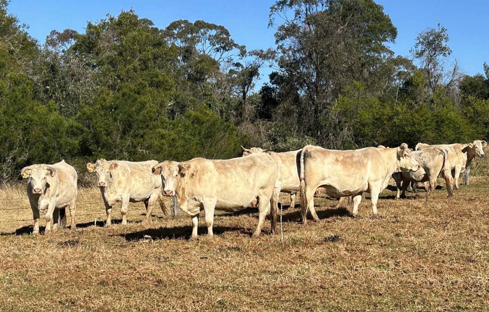 Casey Fahey, Tyringham, NSW 2453