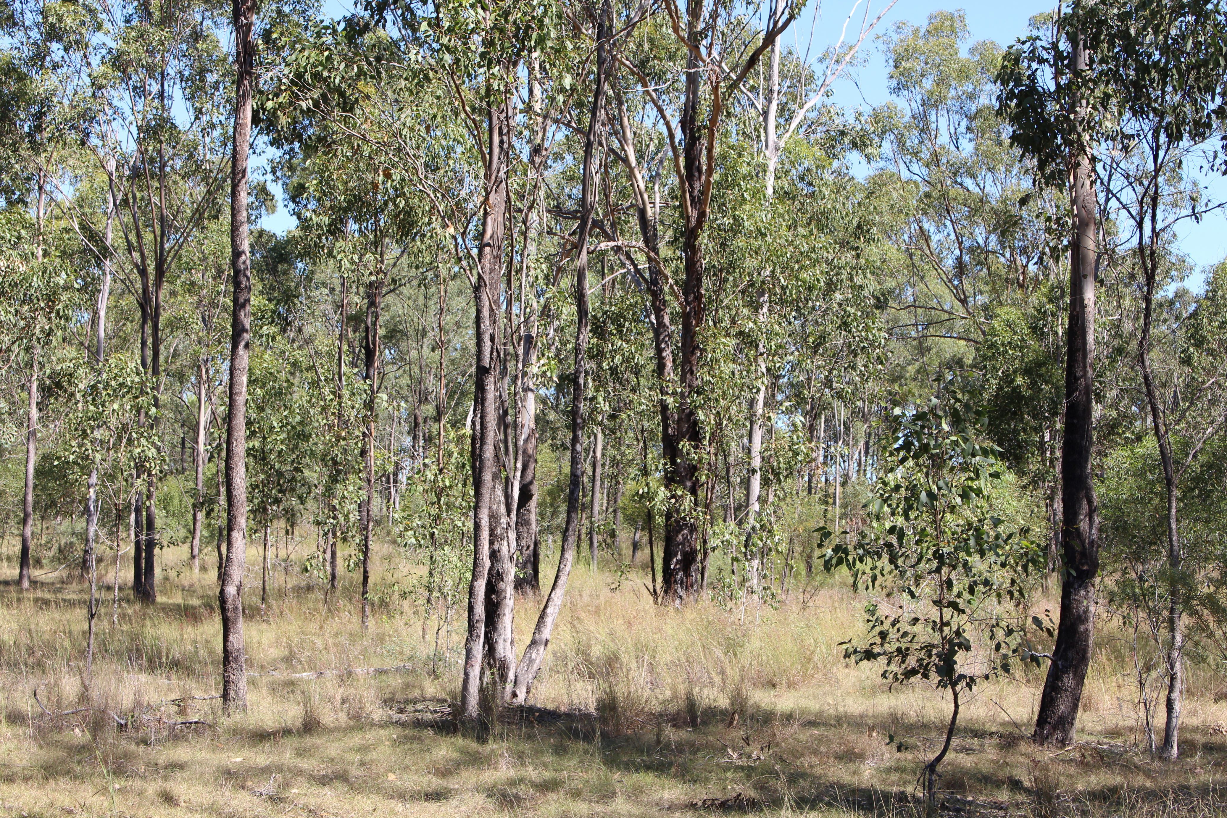 53821 Bruce Highway — photo 7 of 25
