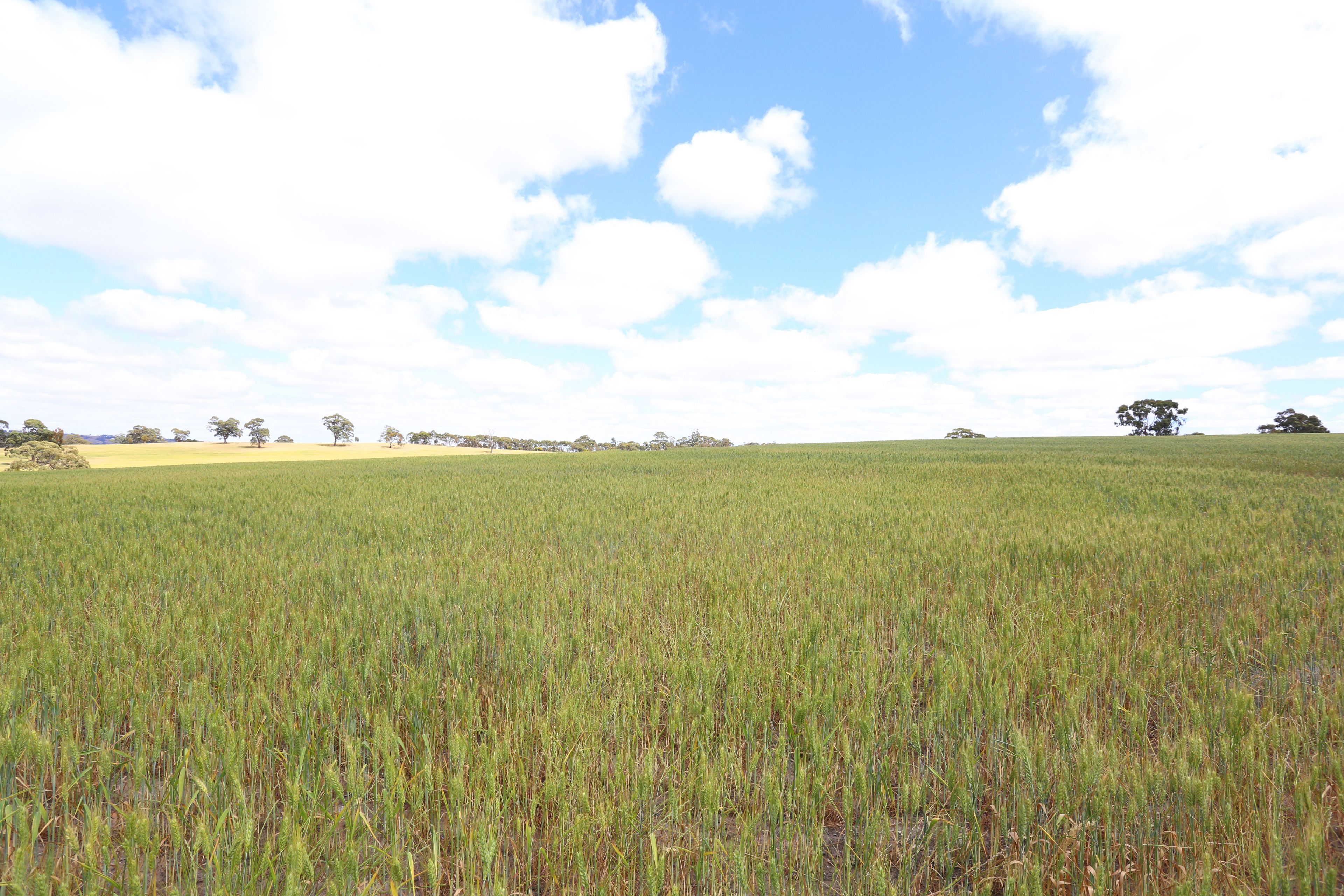 Lot 6 Koorama Road, Clare, SA 5453