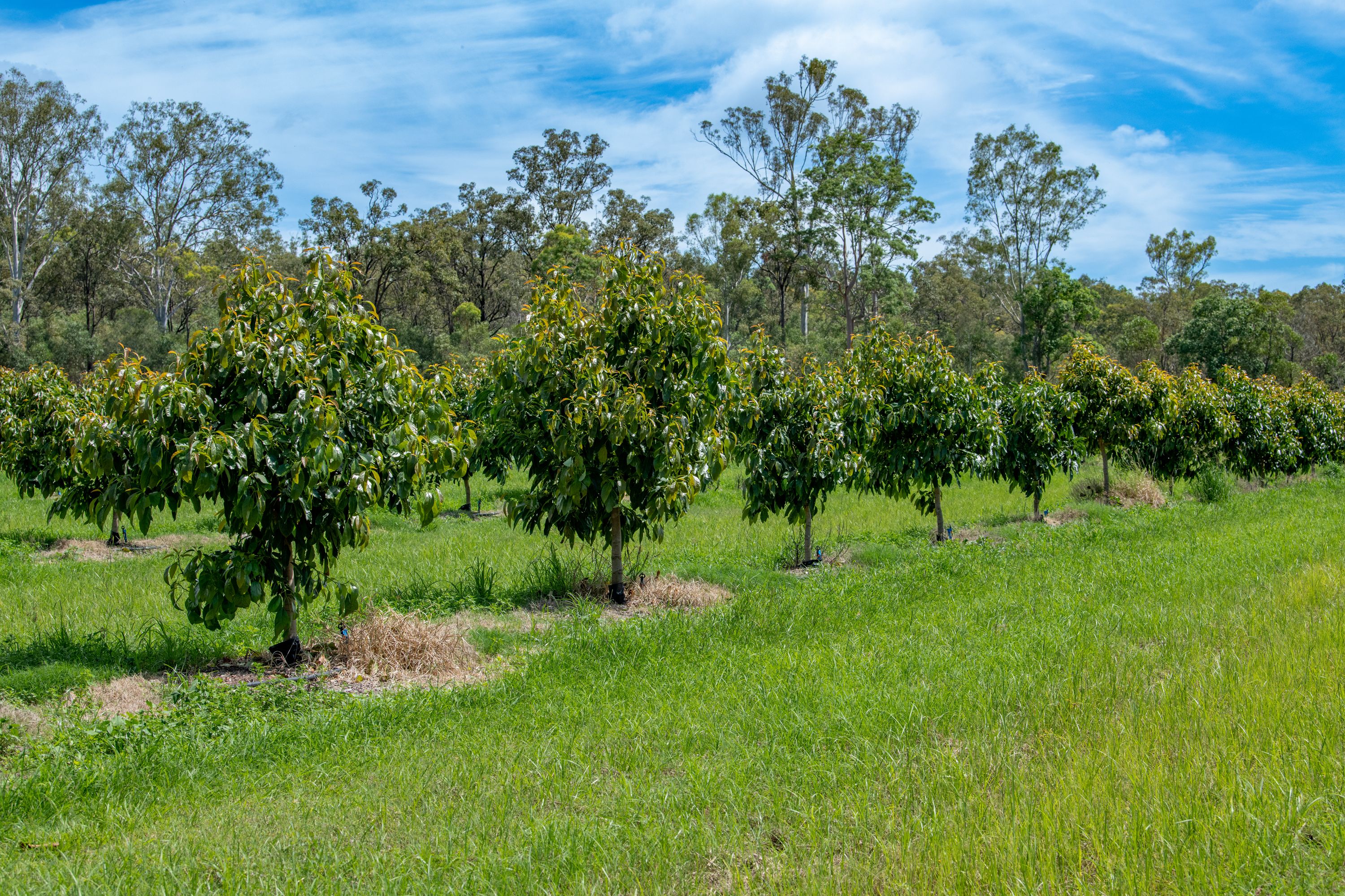 "Pinnacle Farms" 1411 Gatton Esk Road, Spring Creek, QLD 4343 Rural