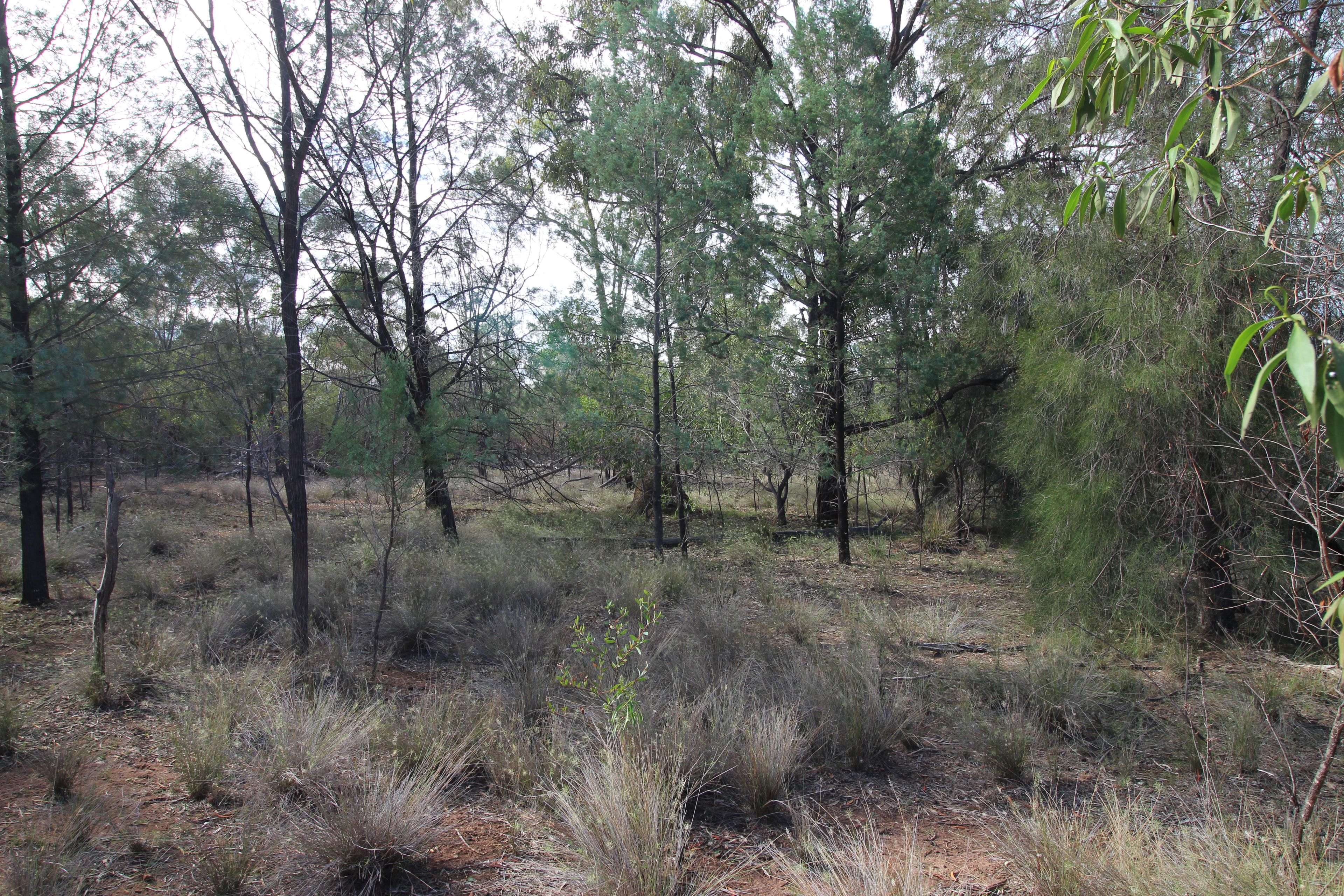209 Kytes Road, Tara, QLD 4421