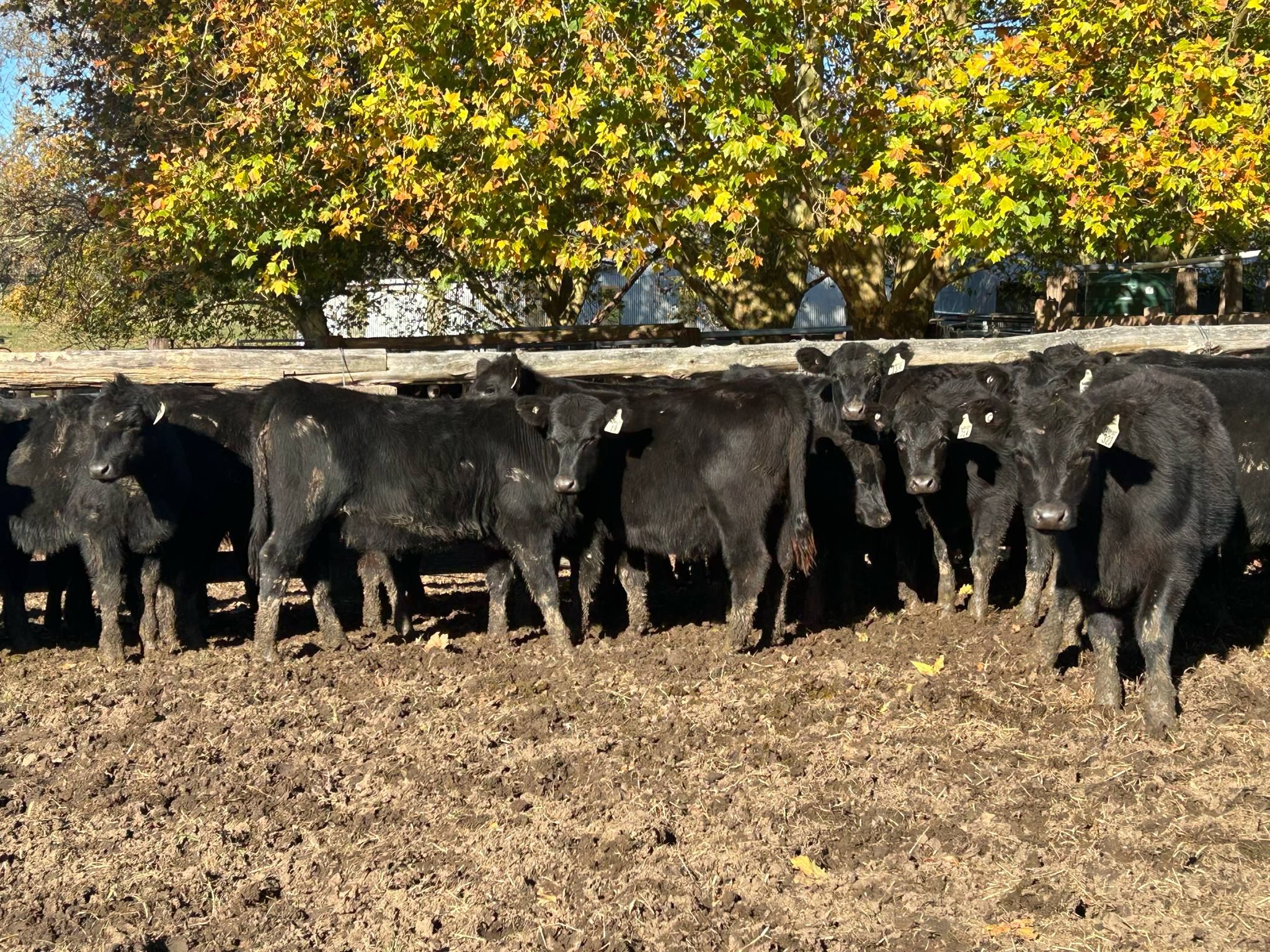 Marengo Pastoral Co, Hernani, NSW 2453