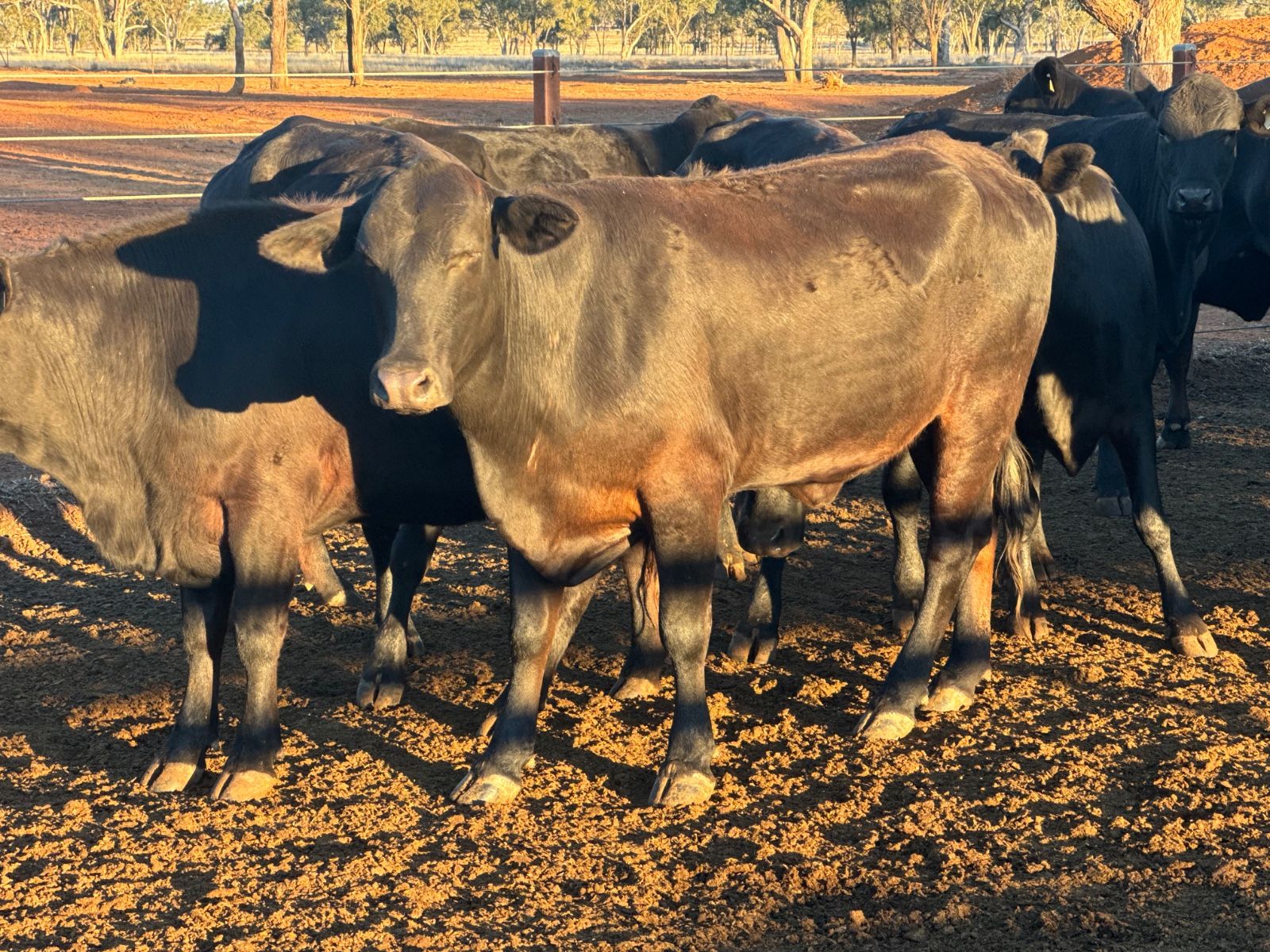 Mungallala, QLD 4467