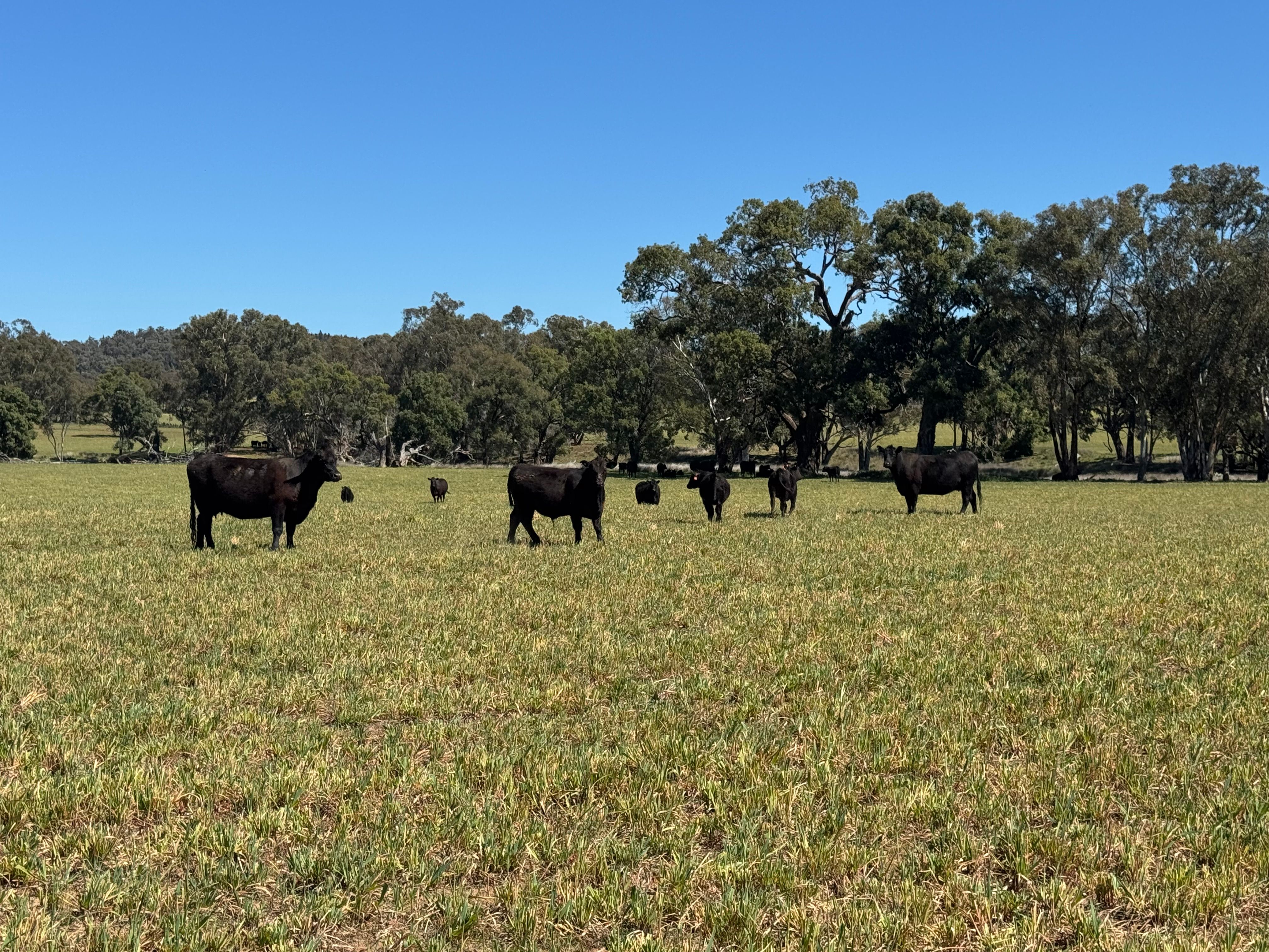 2824 Neilrex Road, Coolah, NSW 2843