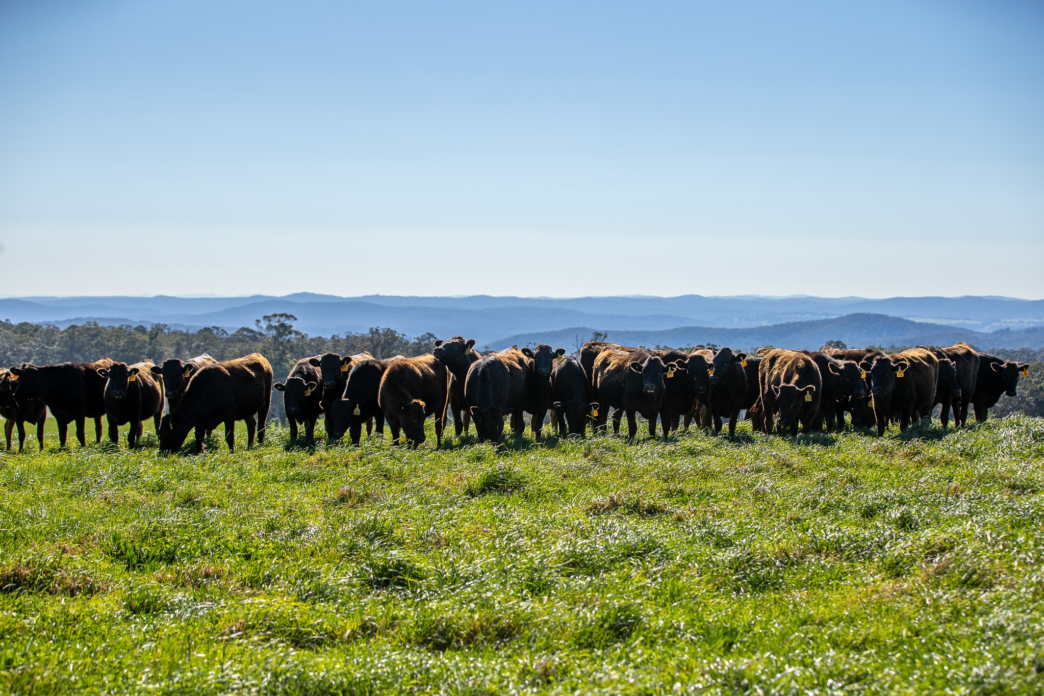 193 Faheys and Bulgins Road, Hernani, NSW 2453