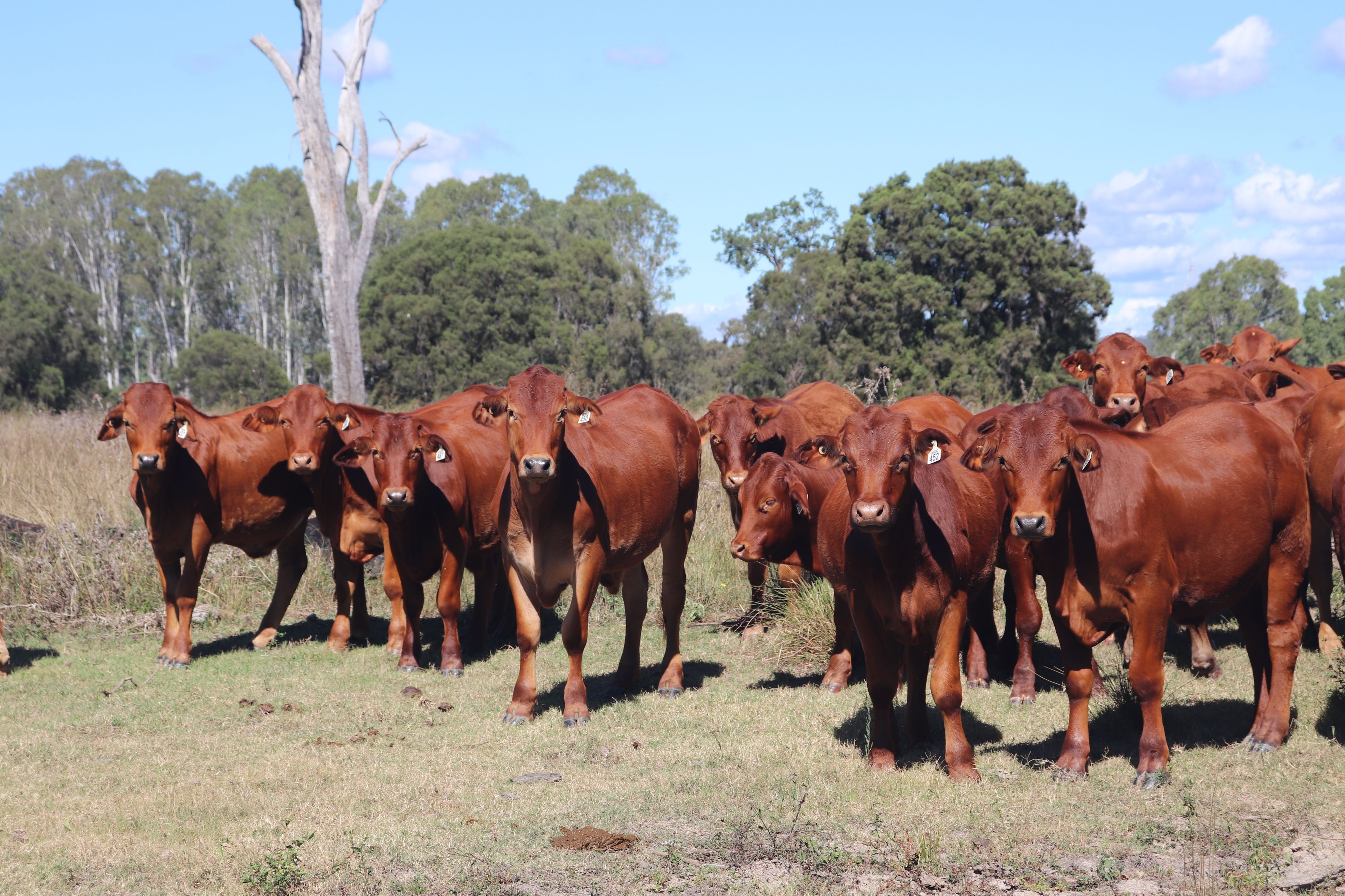 789 Coppin Road, Mungungo, QLD 4630