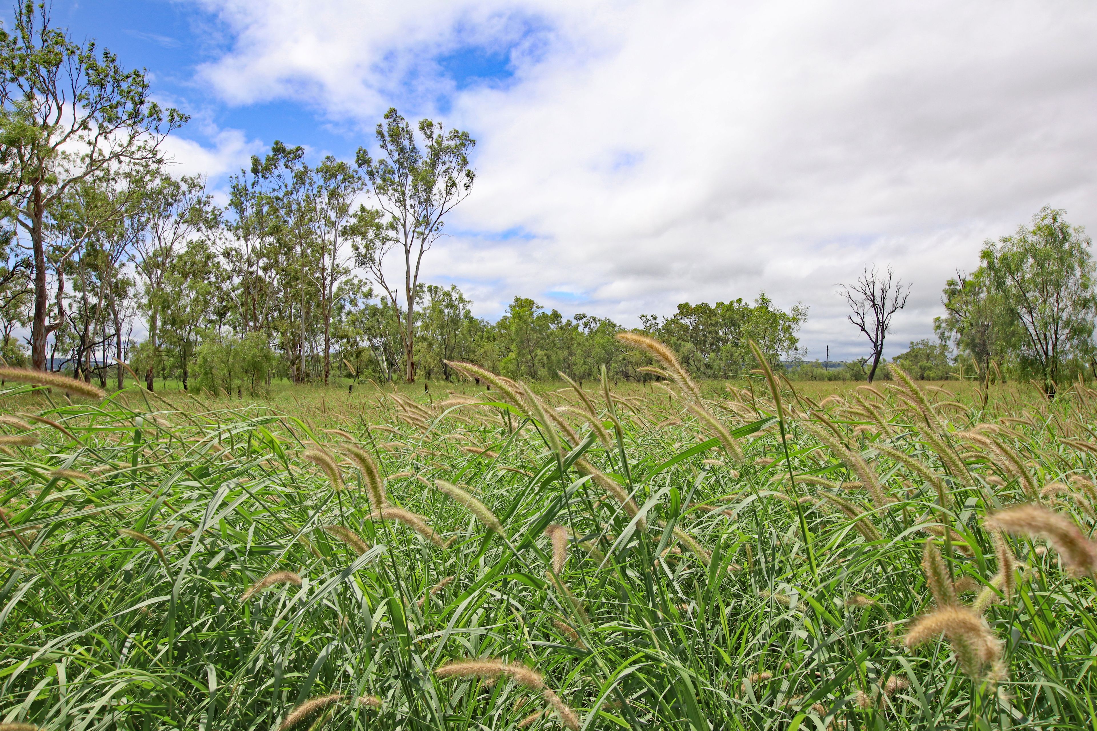 39222 Highway, Thangool, QLD 4716 Sold Rural Mixed Farming Property Ray White Biloela