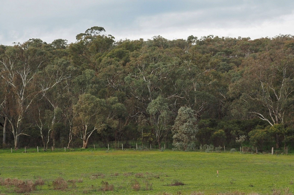 Lot 6 60 Caldwell Street, Heathcote, VIC 3523