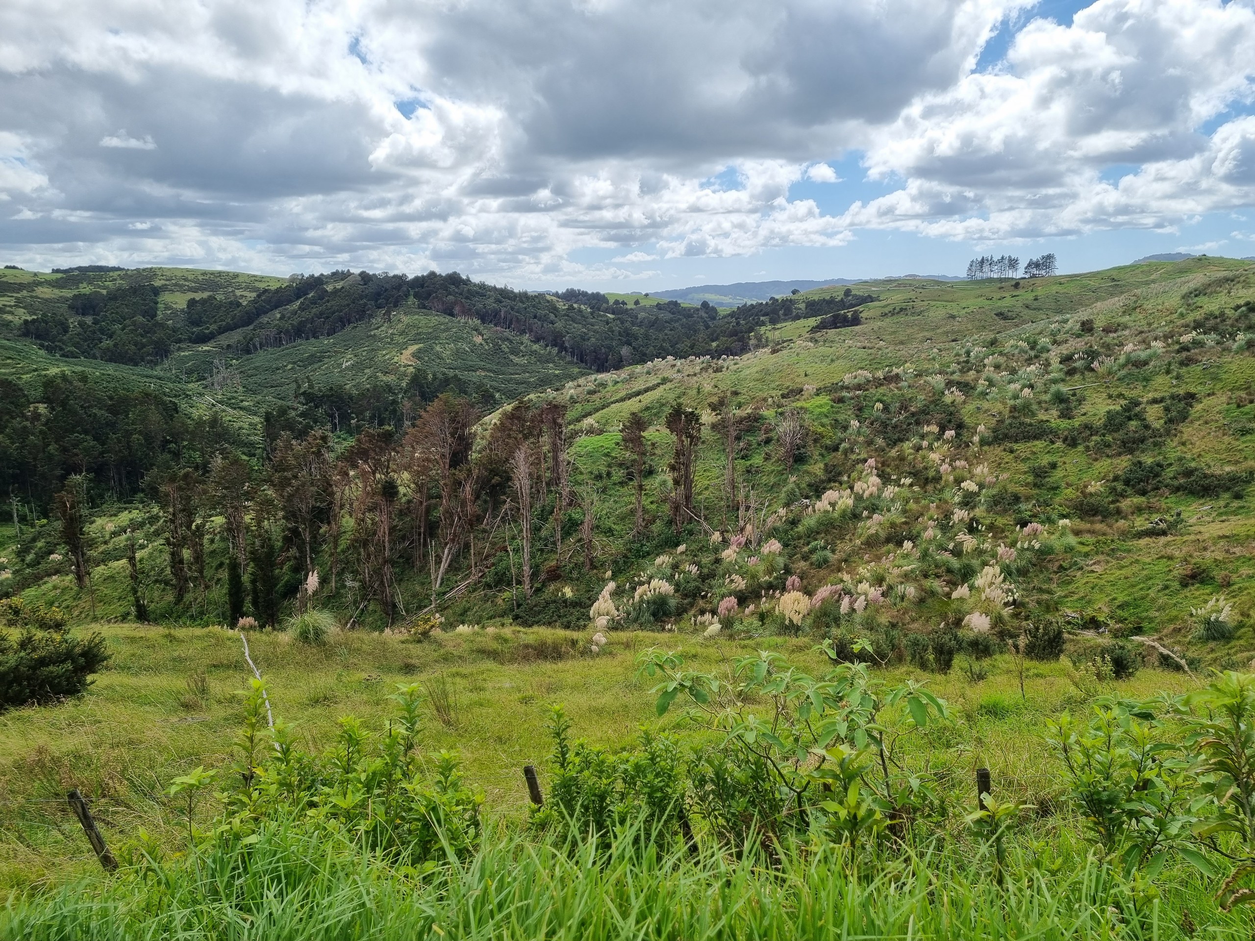 Lot 8/670 Bickerstaffe Road, Maungaturoto, Kaipara District
