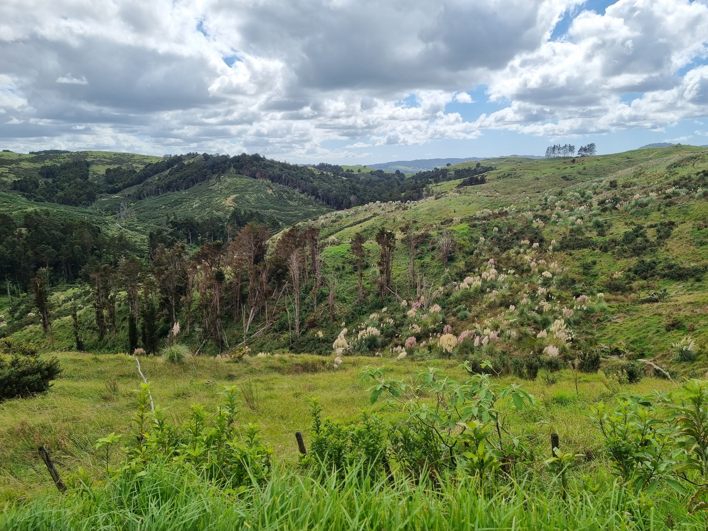 Lot 8/670 Bickerstaffe Road, Maungaturoto, Kaipara District