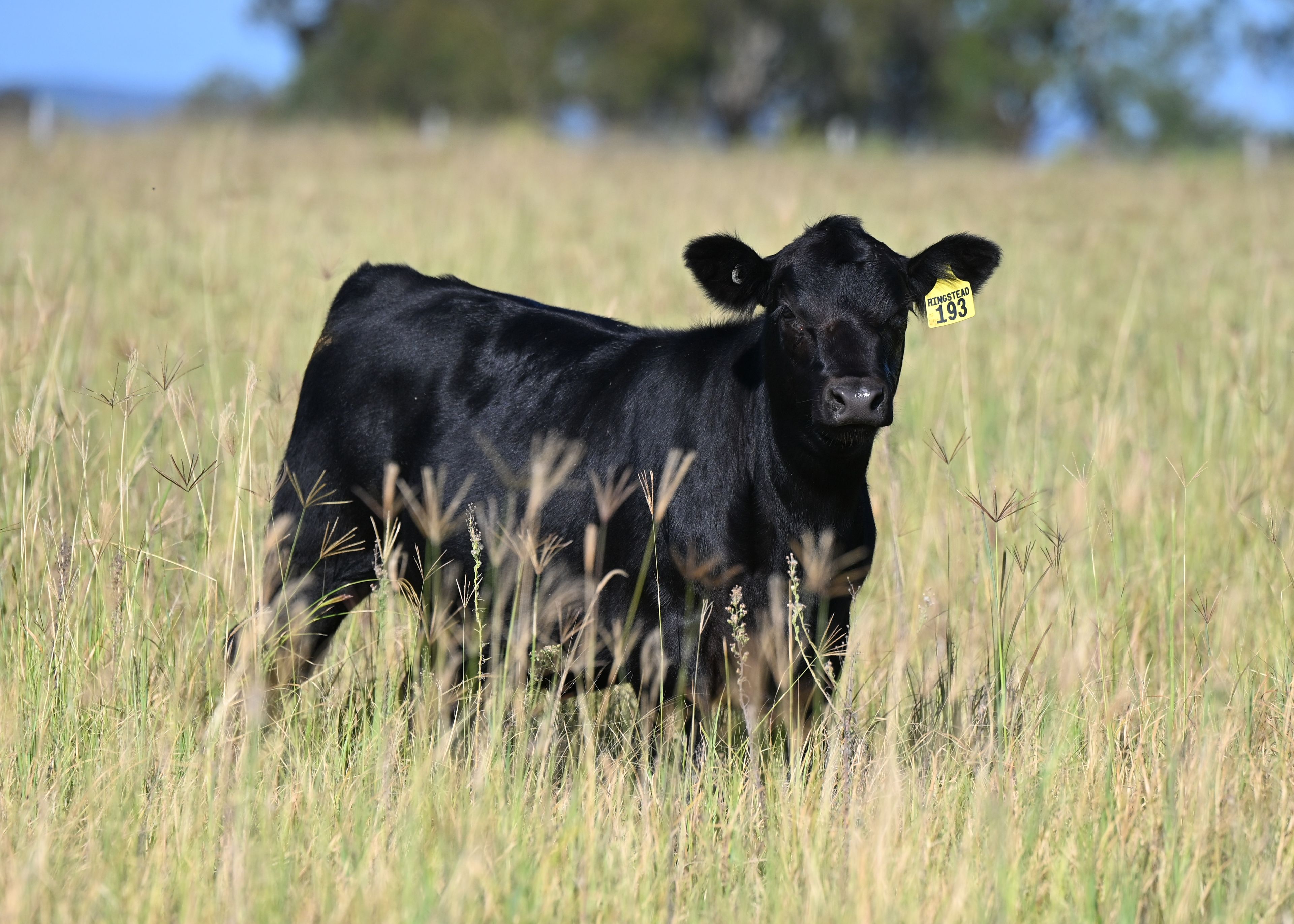 167 Stark Road, Talgai, QLD 4362