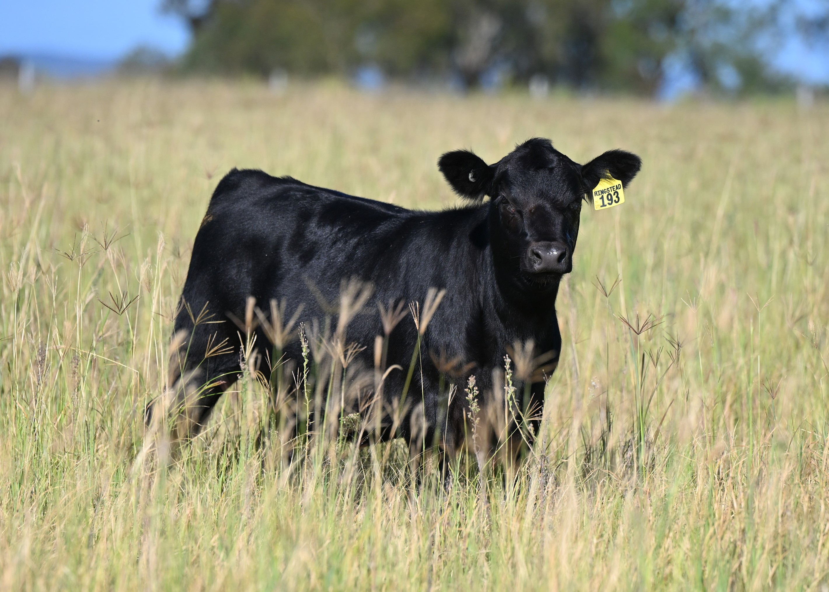 167 Stark Road, Talgai, QLD 4362