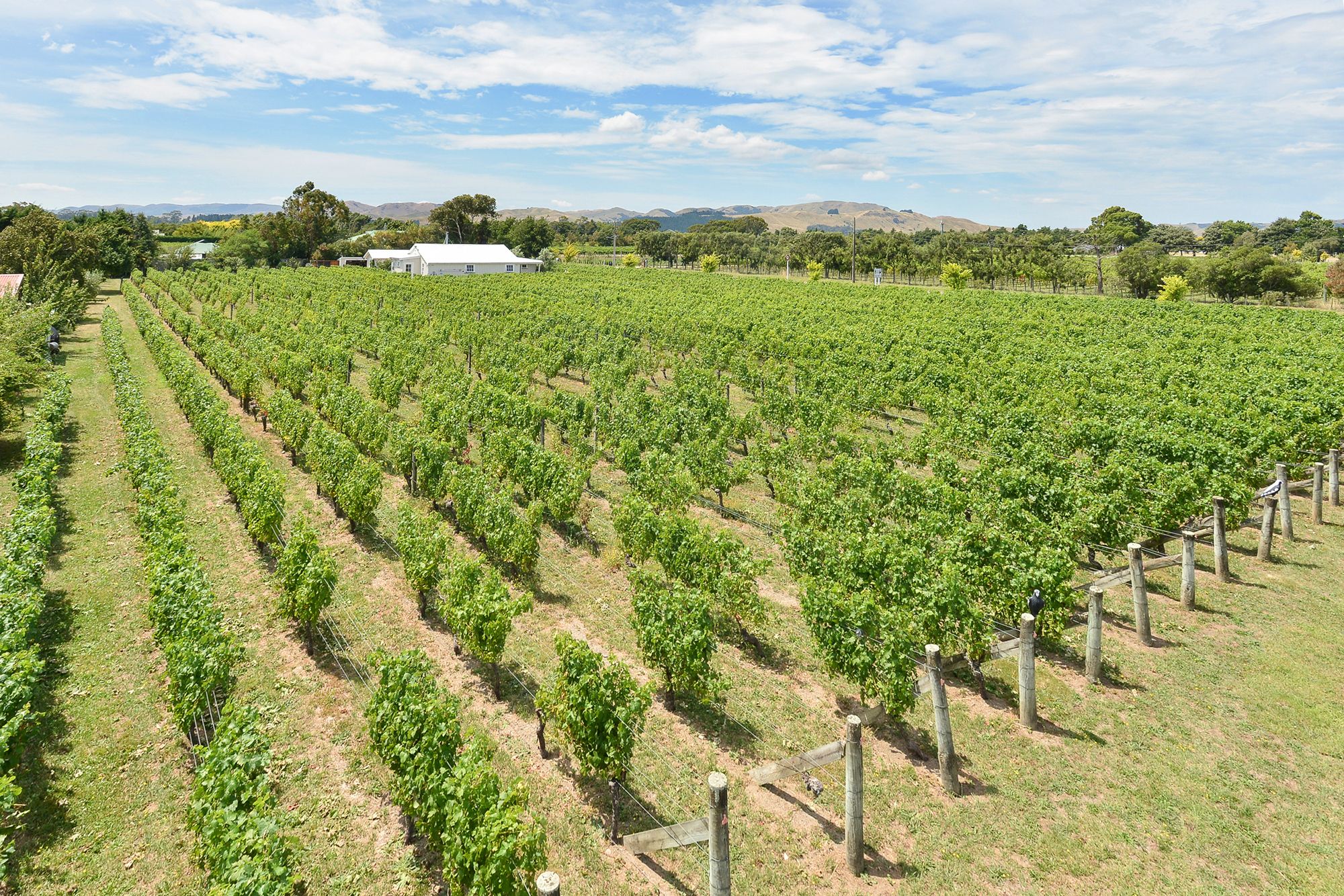 33 Cambridge Road, Martinborough, South Wairarapa District