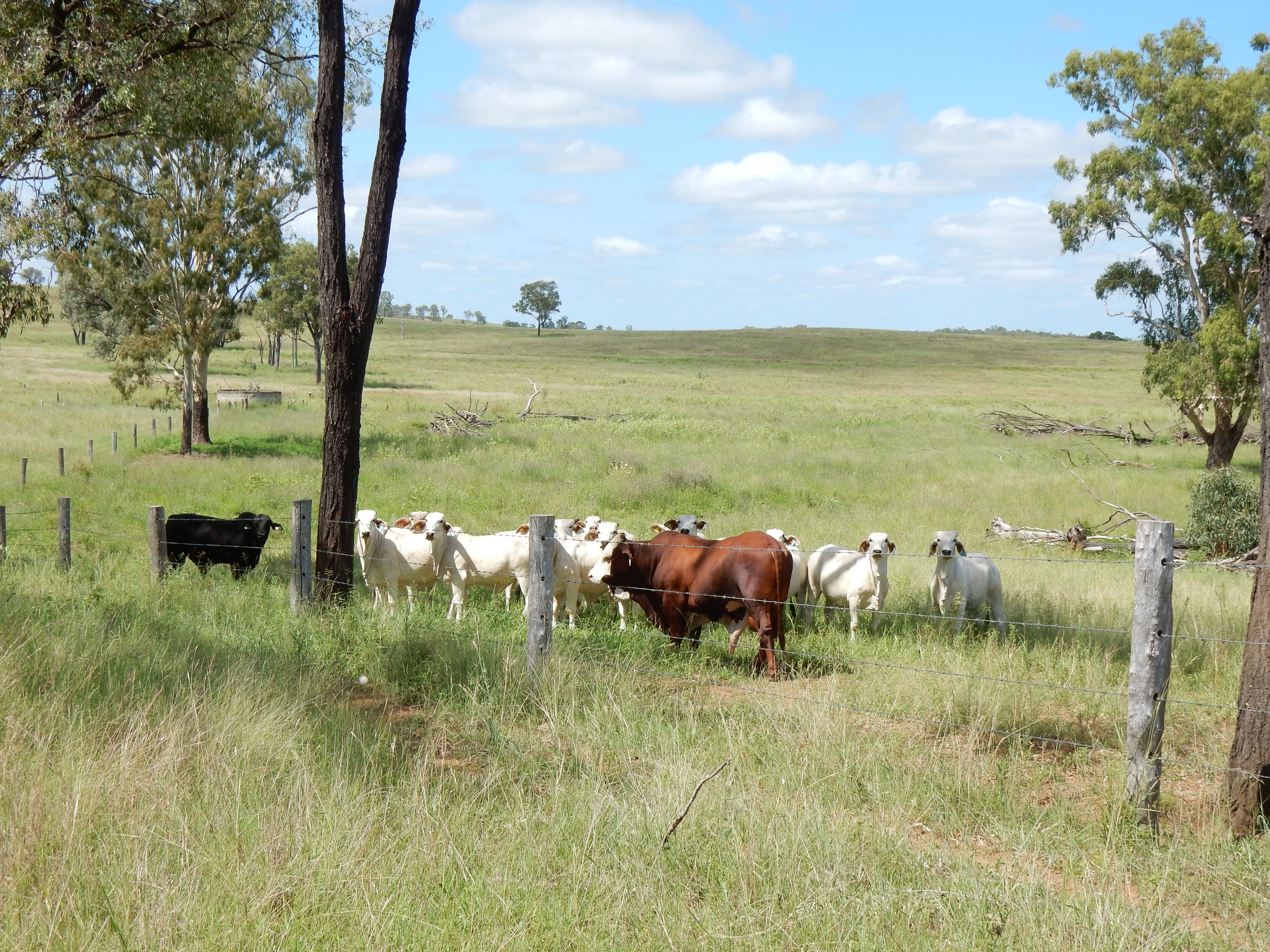 95 Monto Mount Perry Road, Tellebang, QLD 4630 Rural Property for Sale Ray White Biloela