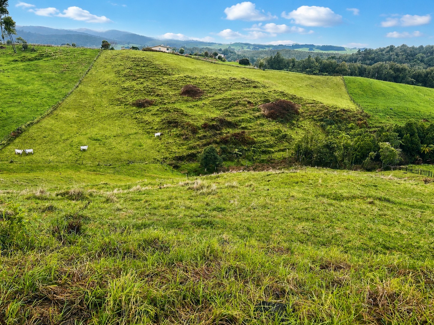 194E Pekanui Road, Pirongia, Waipa District