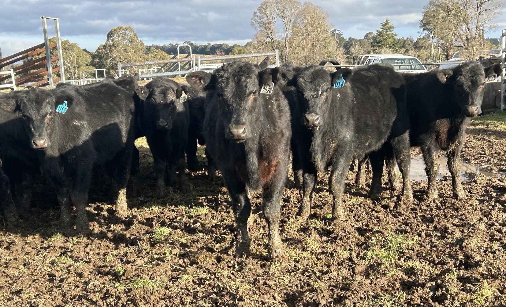 Marengo Pastoral Co, Hernani, NSW 2453