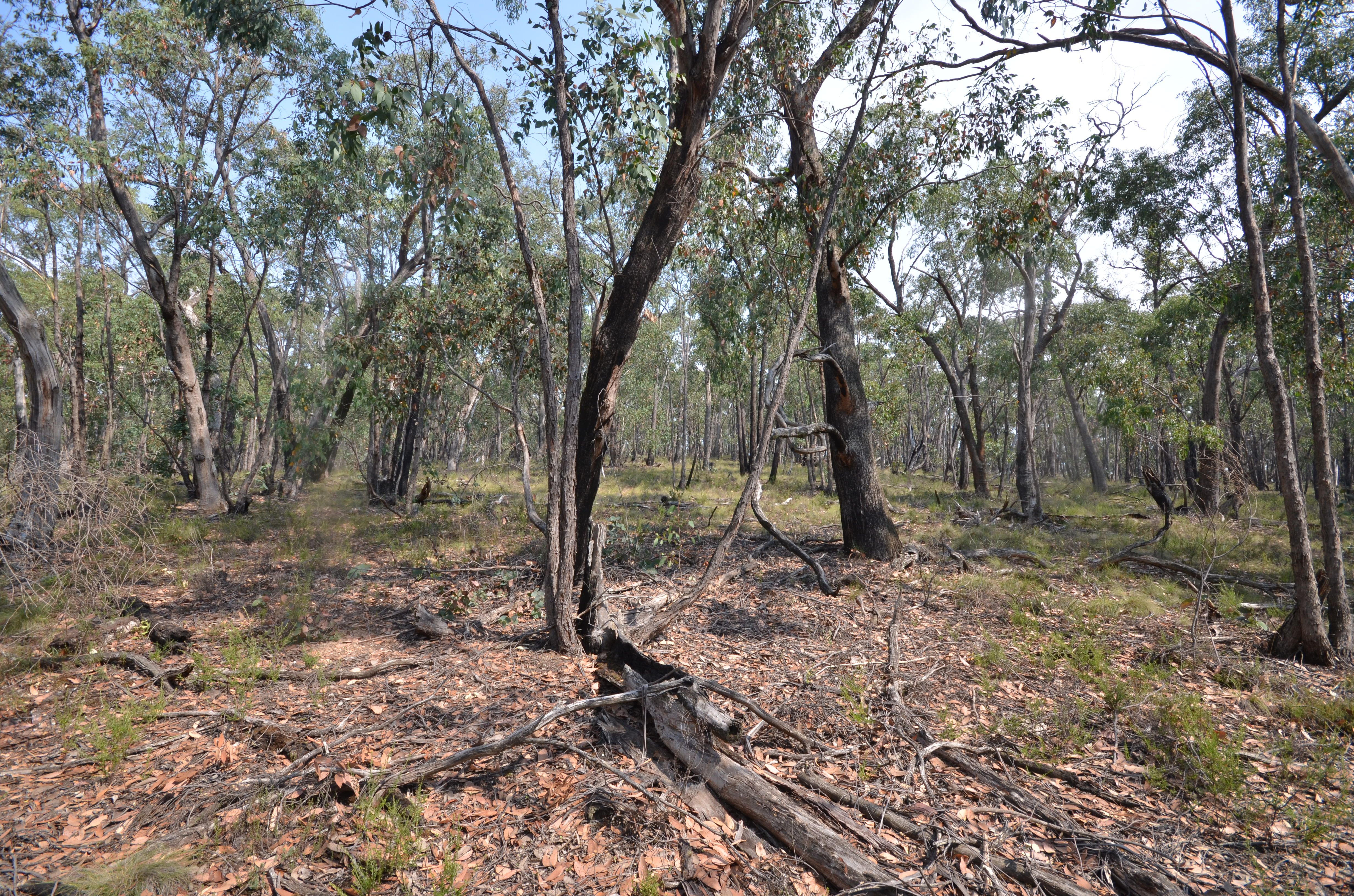 Lot 8 Haighs Lane, Snake Valley, VIC 3351