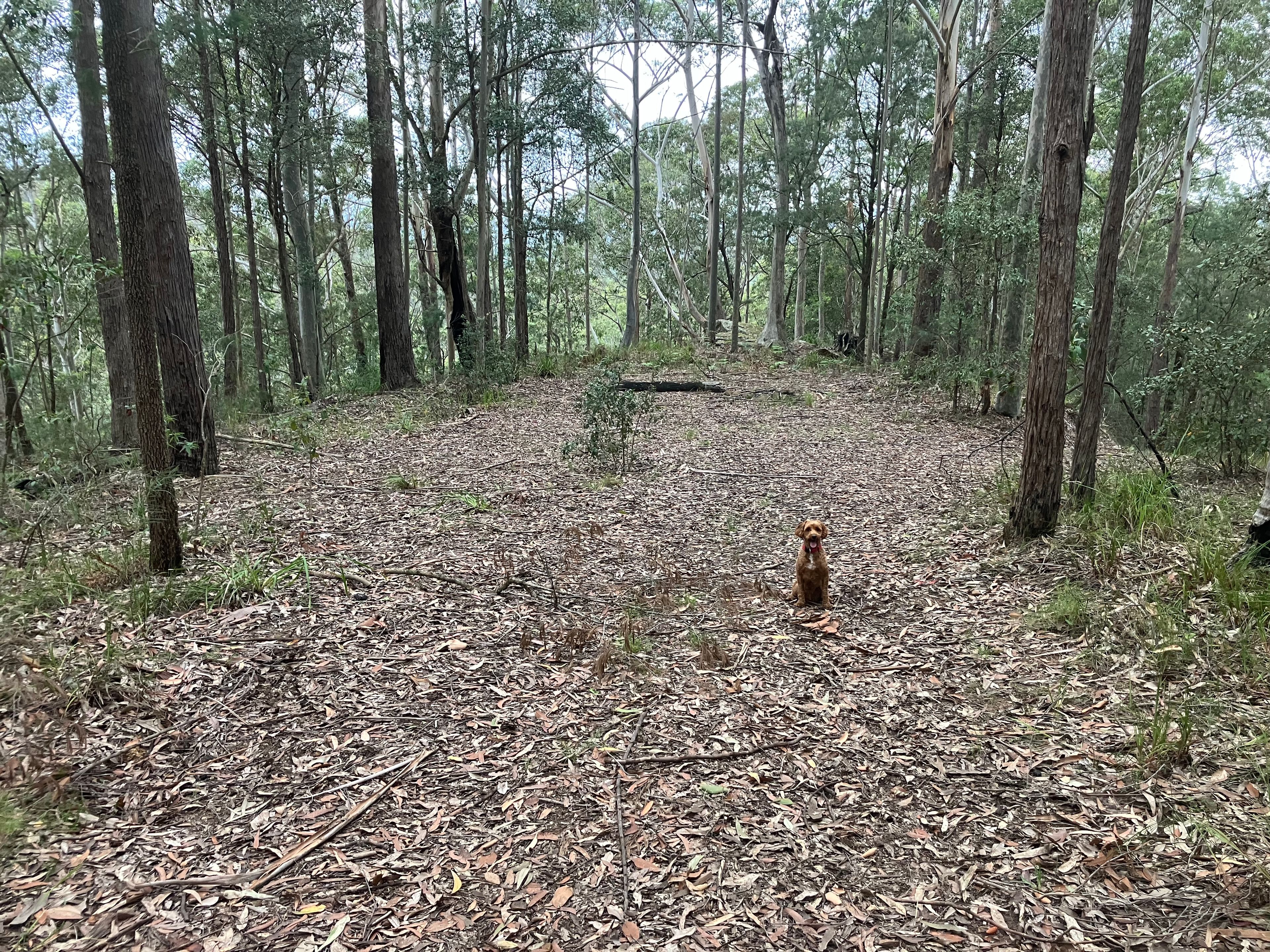 497 Toepfers Road, Wyee, NSW 2259 Rural Cropping Property for Sale