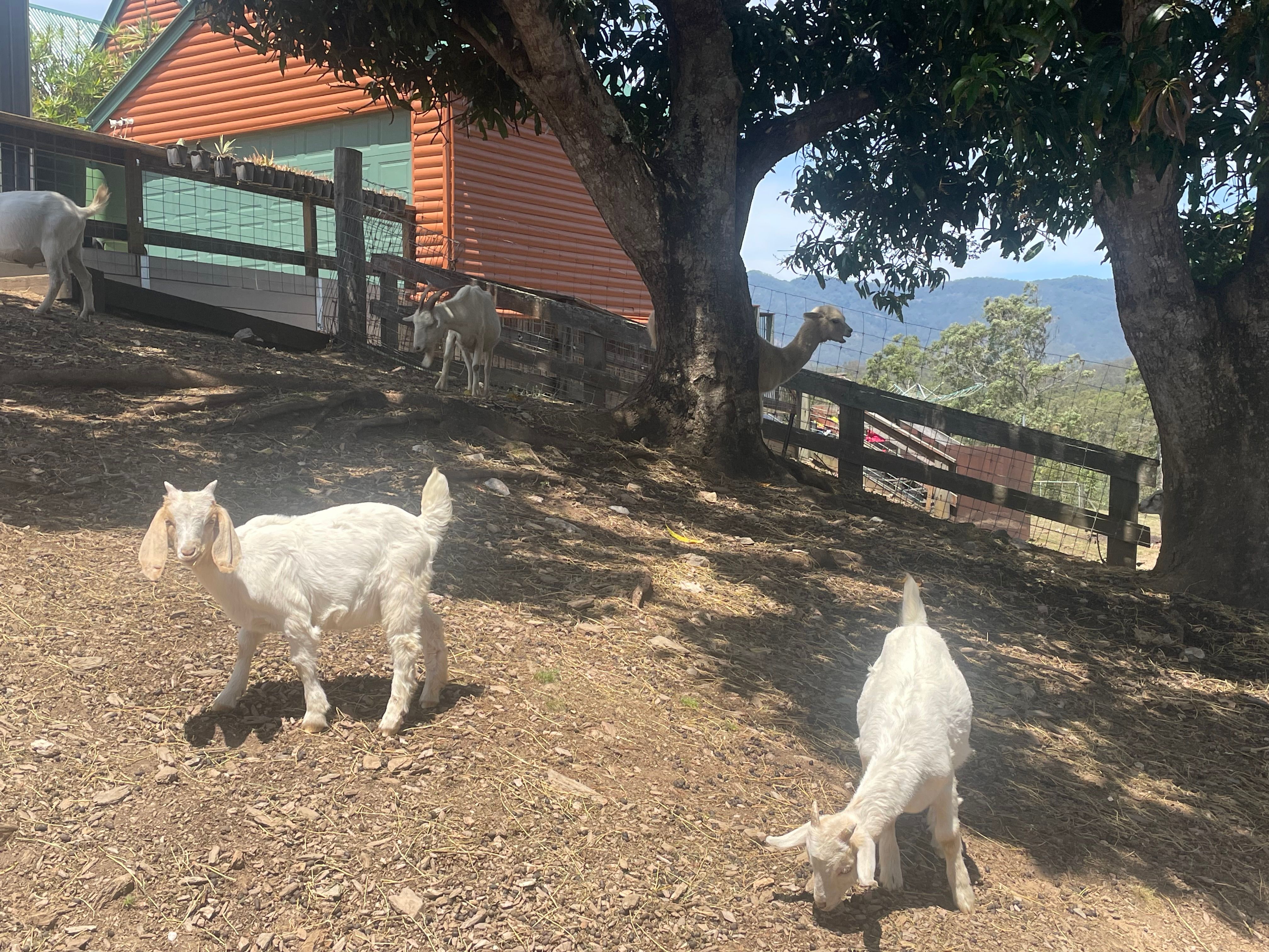 'Twin Peaks' - Idyllic Lifestyle, Spectacular Views And So Much More — photo 23 of 24