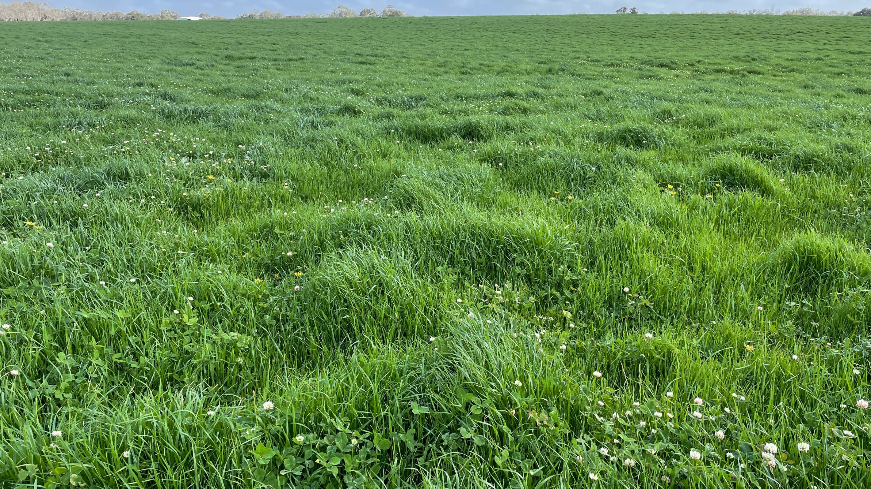 Caluka Farms, 345 Healy Road, Narrikup, WA 6326