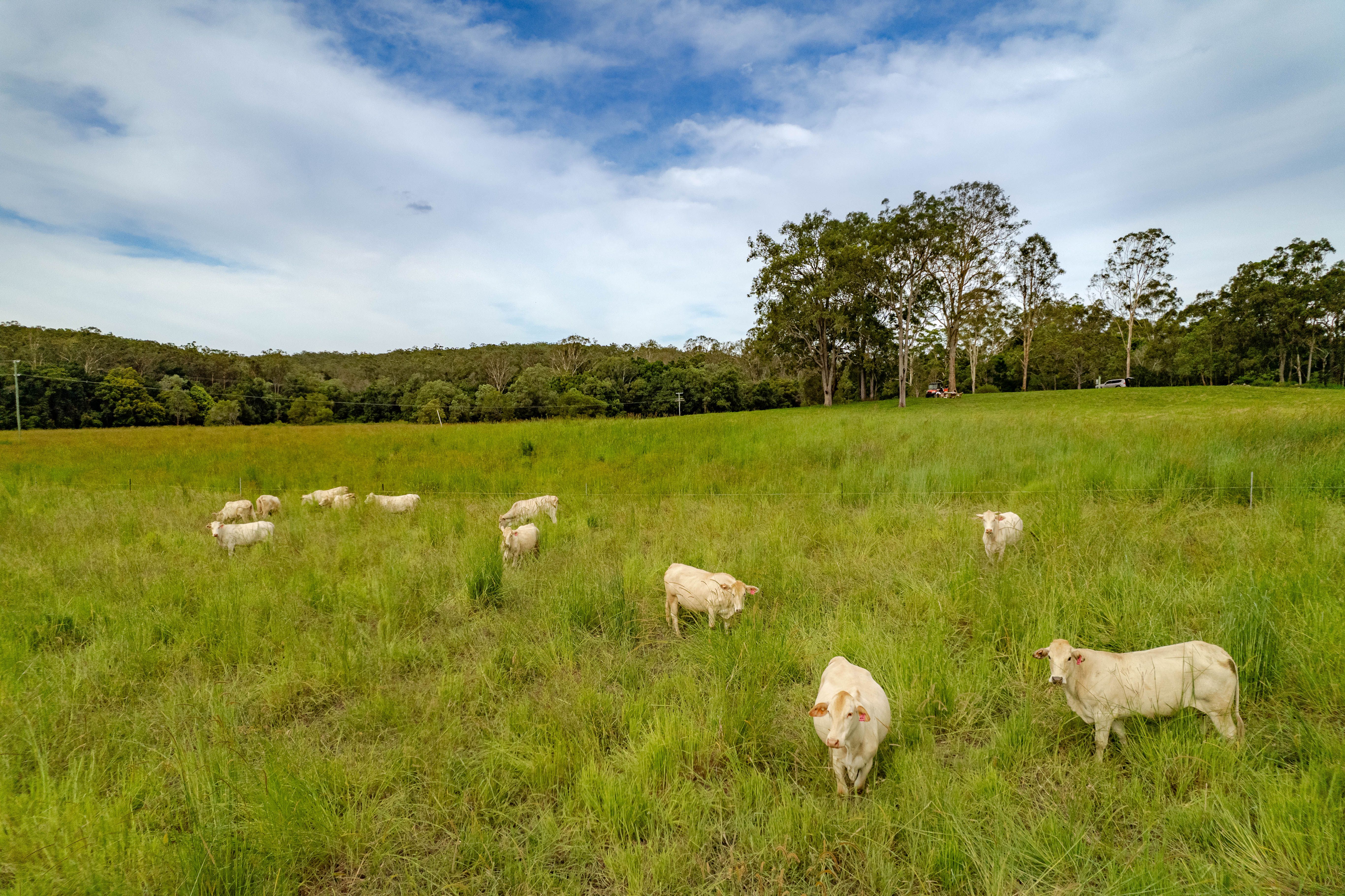 Belli Park, QLD 4562