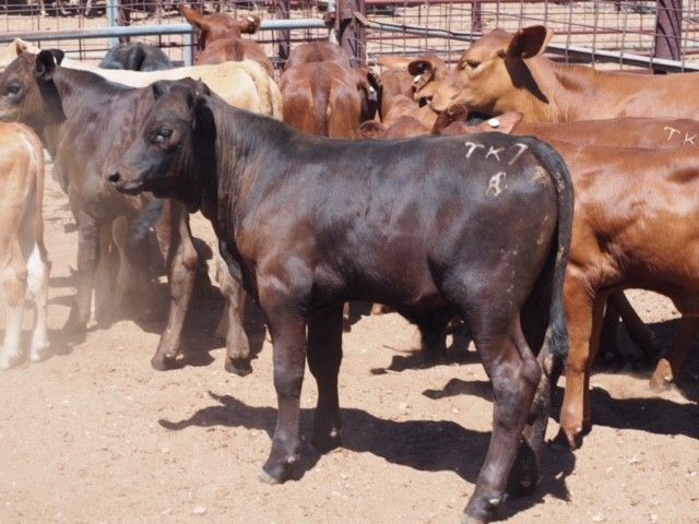 ISISFORD, QLD 4731
