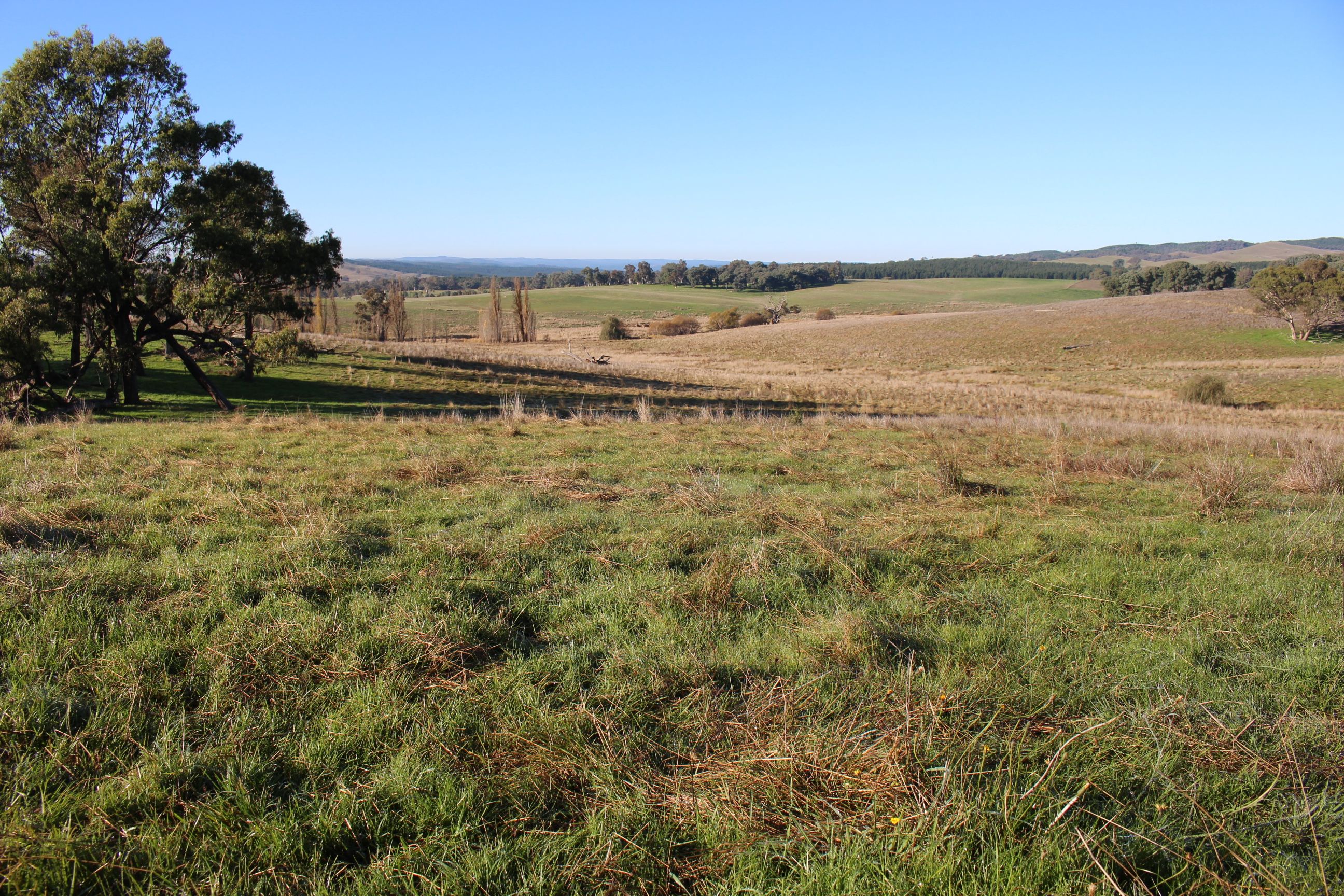 911 Carabost Road, Humula, NSW 2652 Rural Property for Sale Ray