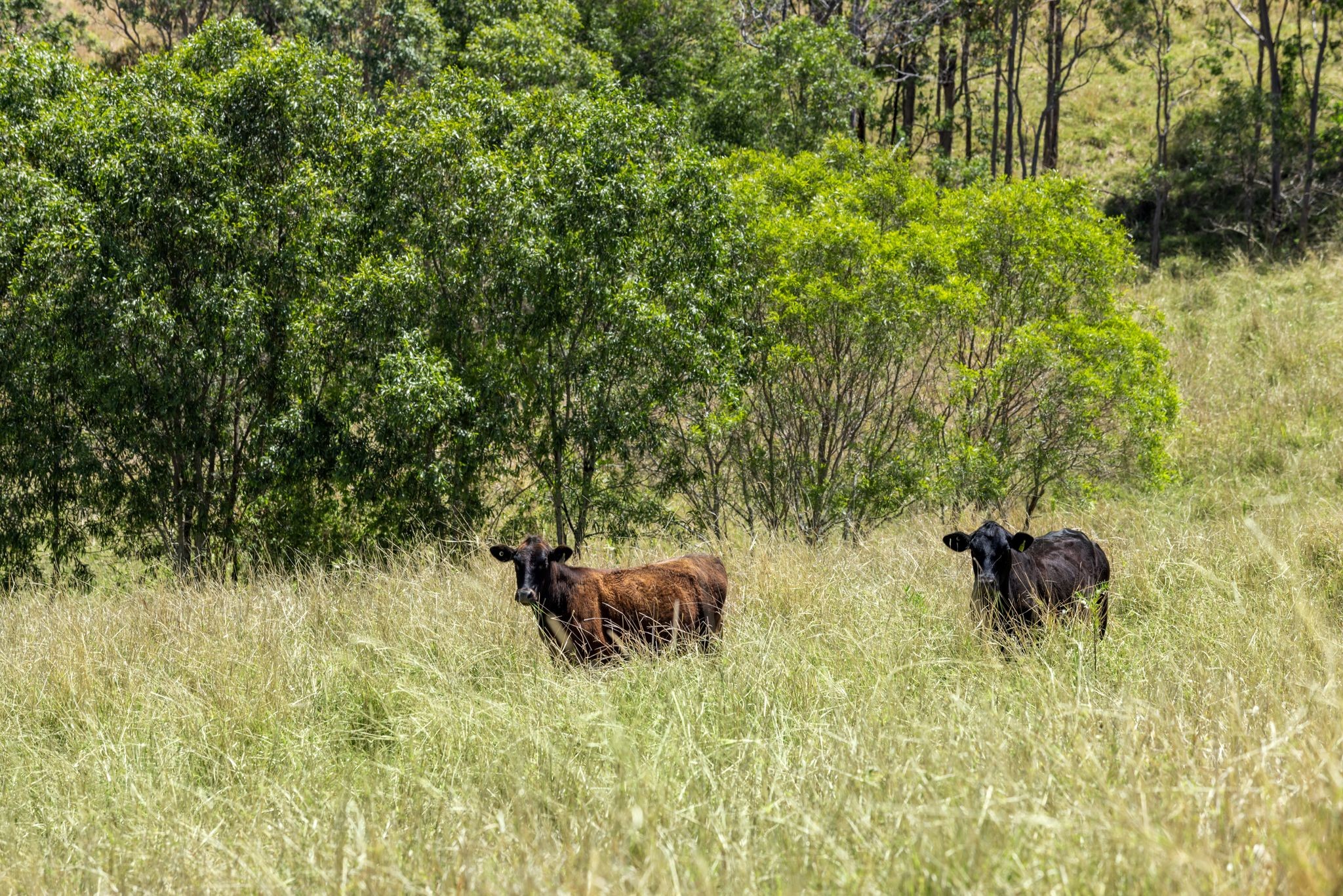 1255 Bulmers Road, Hogarth Range, NSW 2469