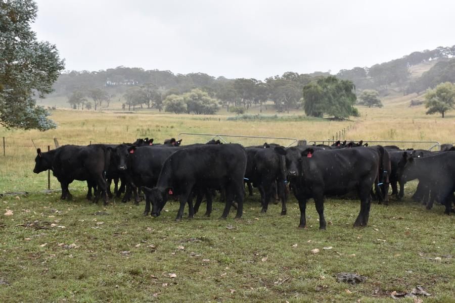 Glen Innes, NSW Livestock Cattle Sold