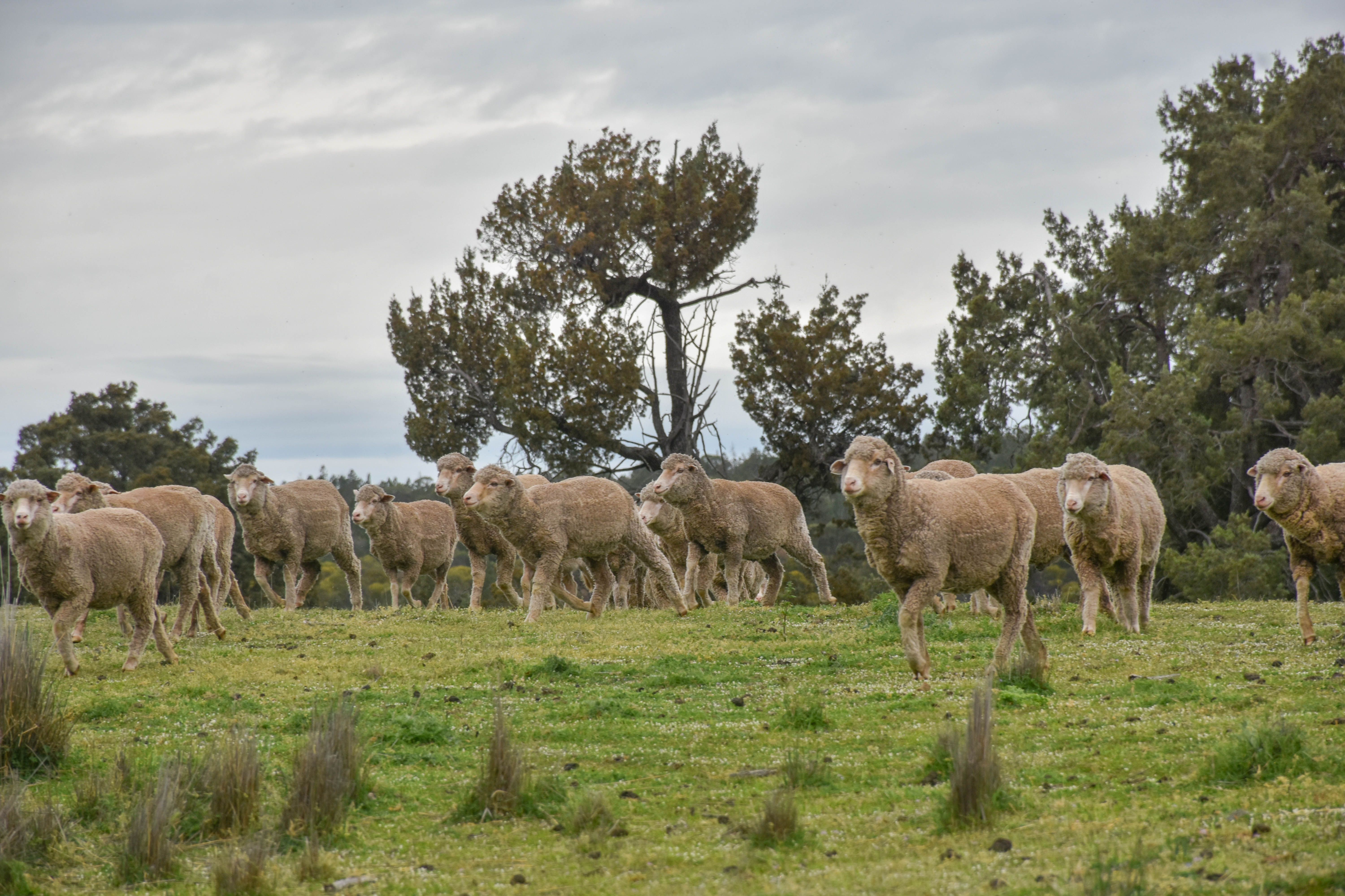 "Moura" Waterhole Creek Road — photo 9 of 30