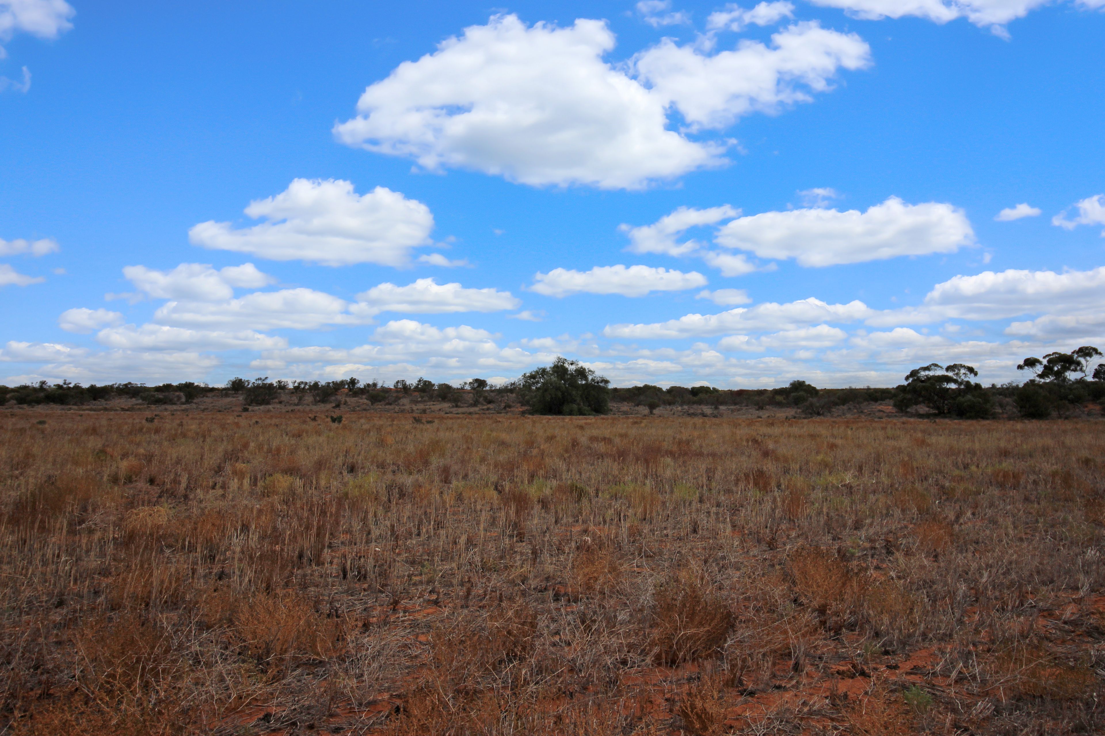 Pieces 50 & 56 Murrayview Road, Qualco, SA 5322 Land for Sale Ray